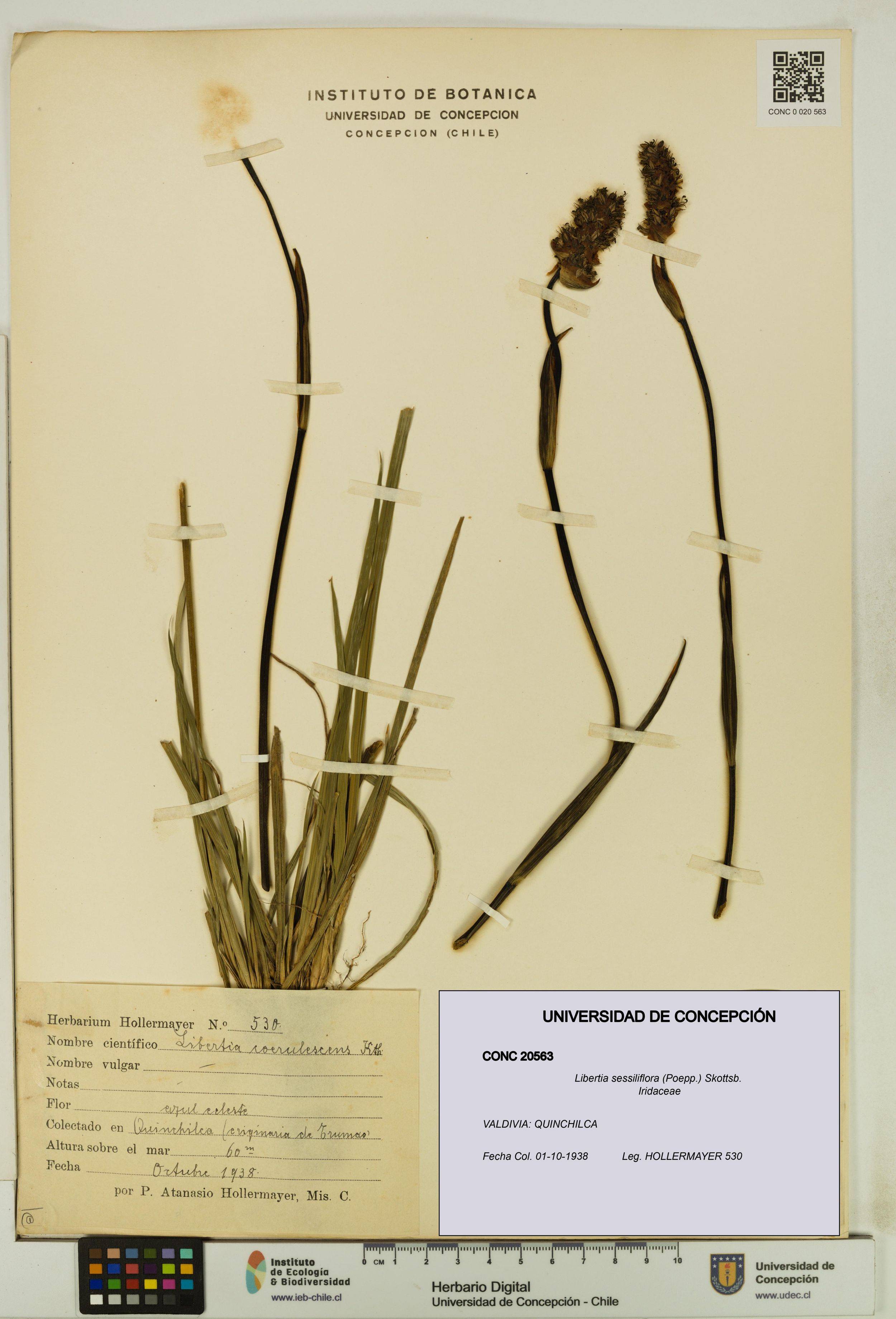 Libertia sessiliflora [Espécimen: ]