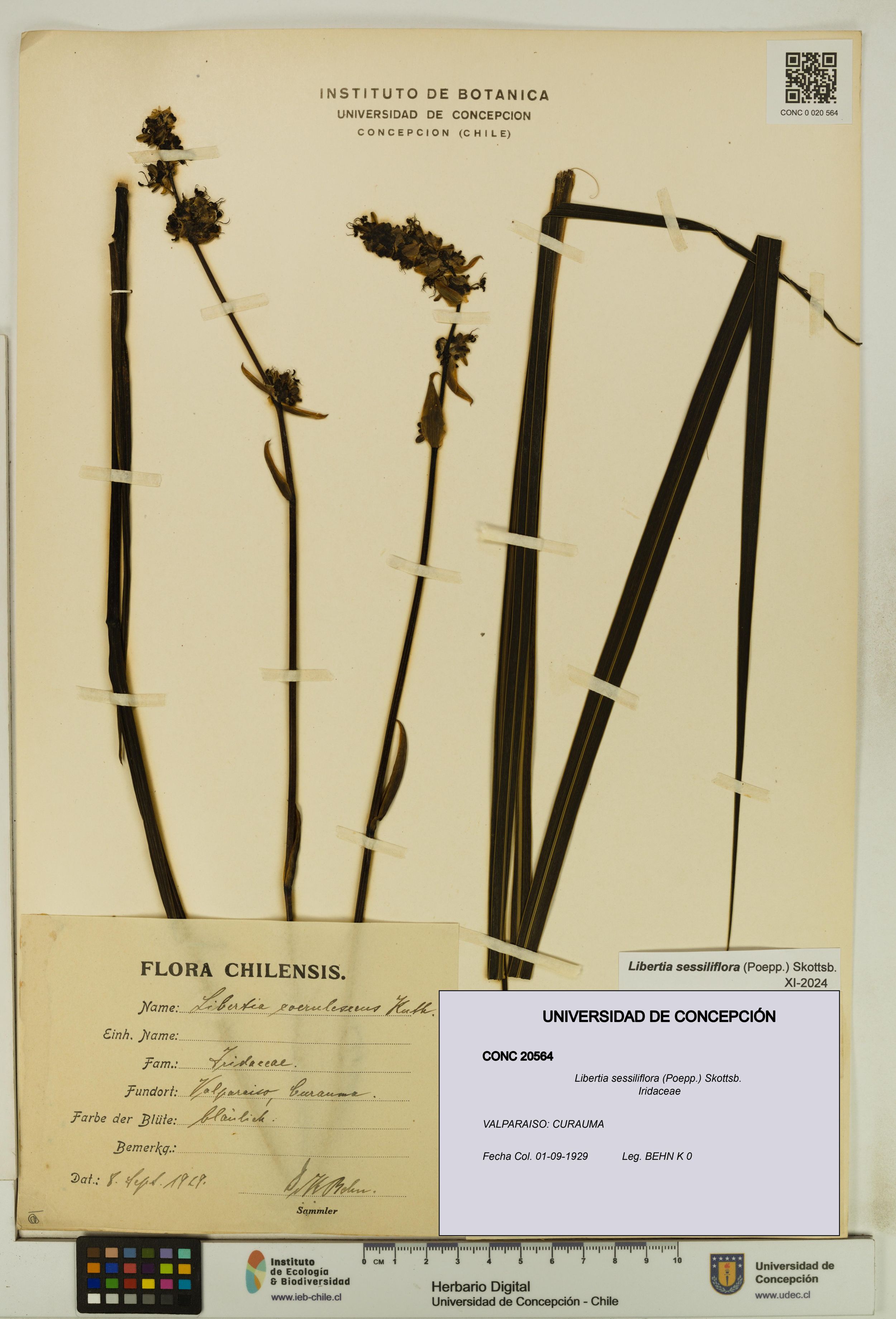 Libertia sessiliflora [Espécimen: ]