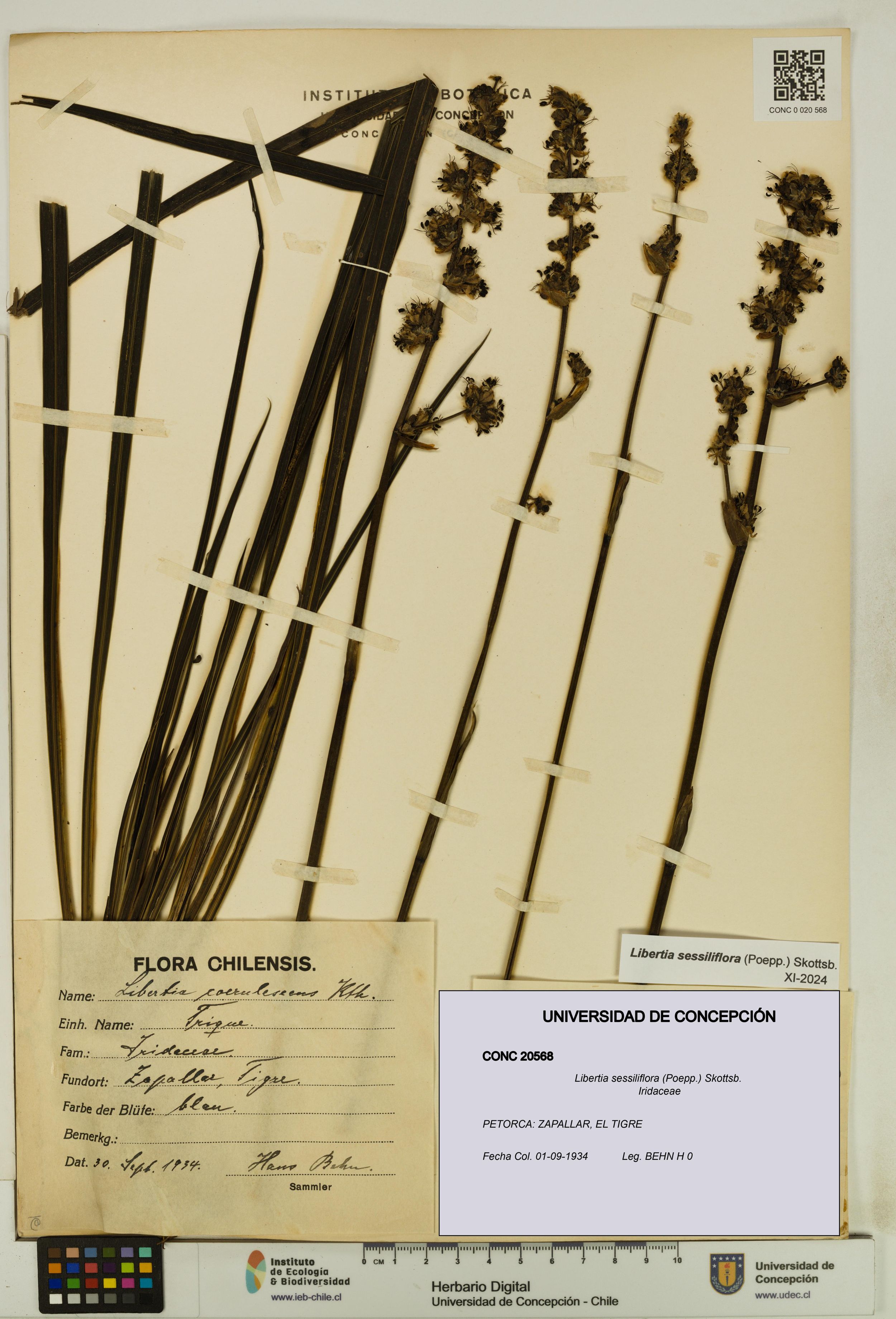 Libertia sessiliflora [Espécimen: ]