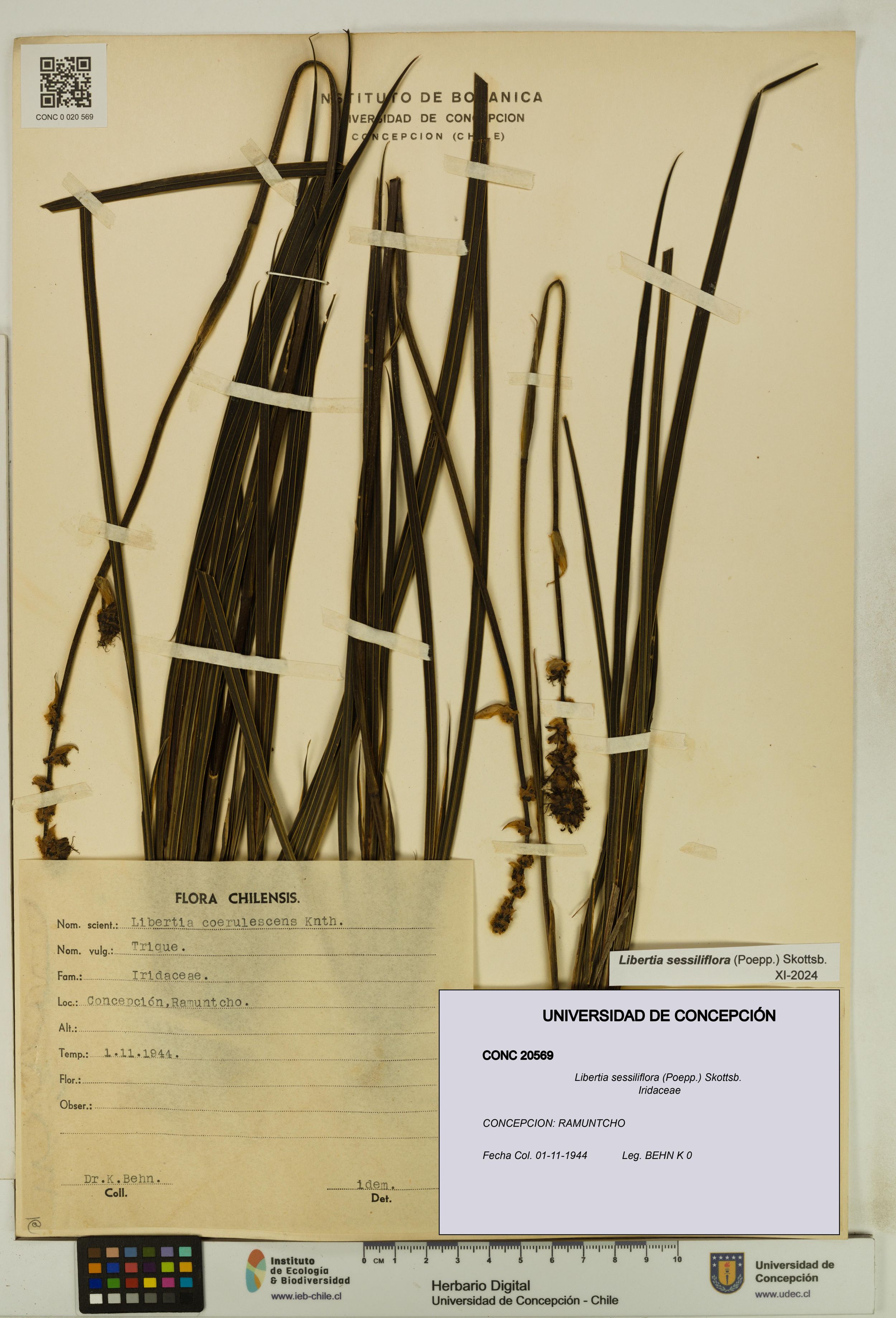 Libertia sessiliflora [Espécimen: ]