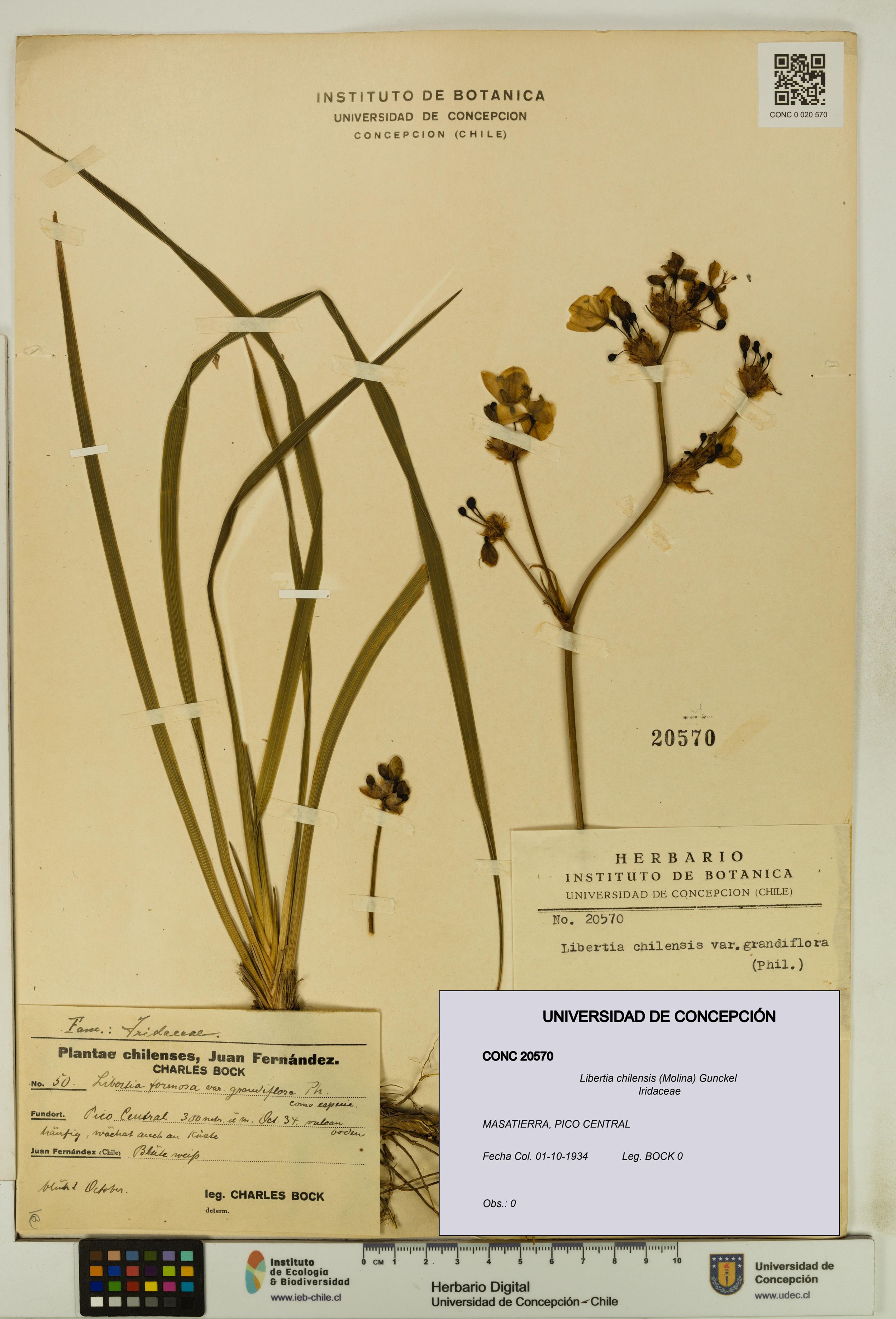 Libertia chilensis [Espécimen: ]