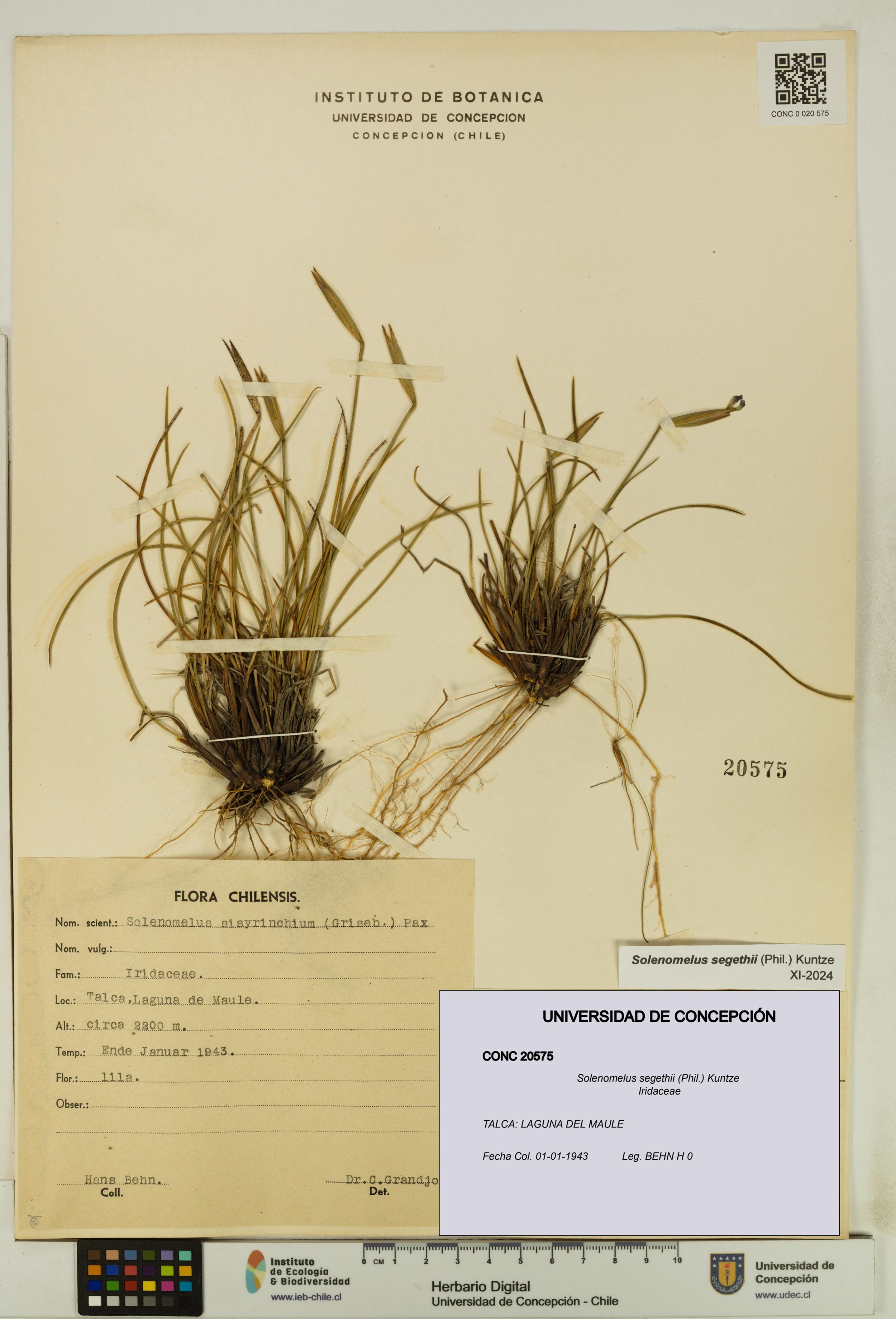 Solenomelus segethii [Espécimen: ]
