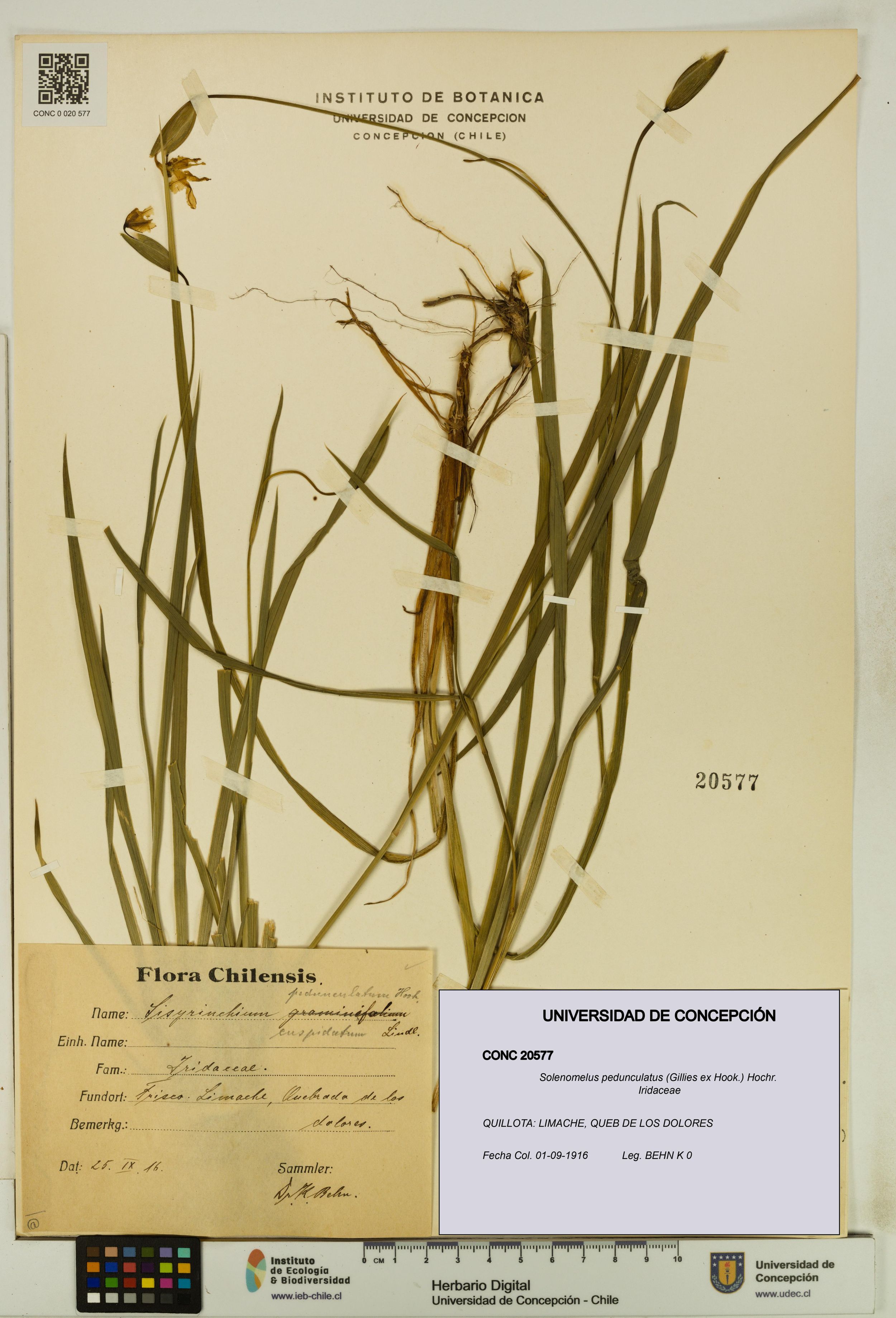Solenomelus pedunculatus [Espécimen: ]