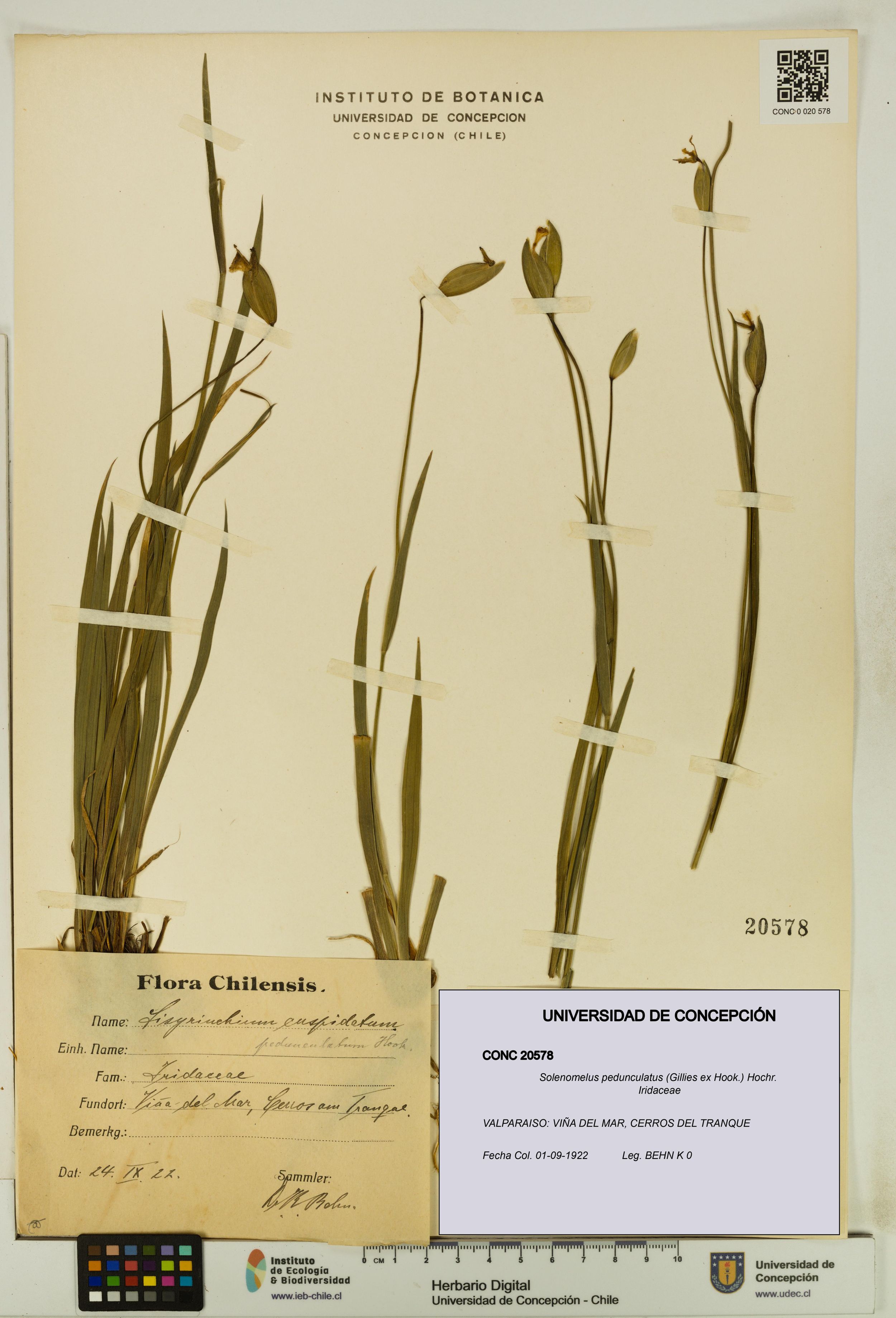 Solenomelus pedunculatus [Espécimen: ]