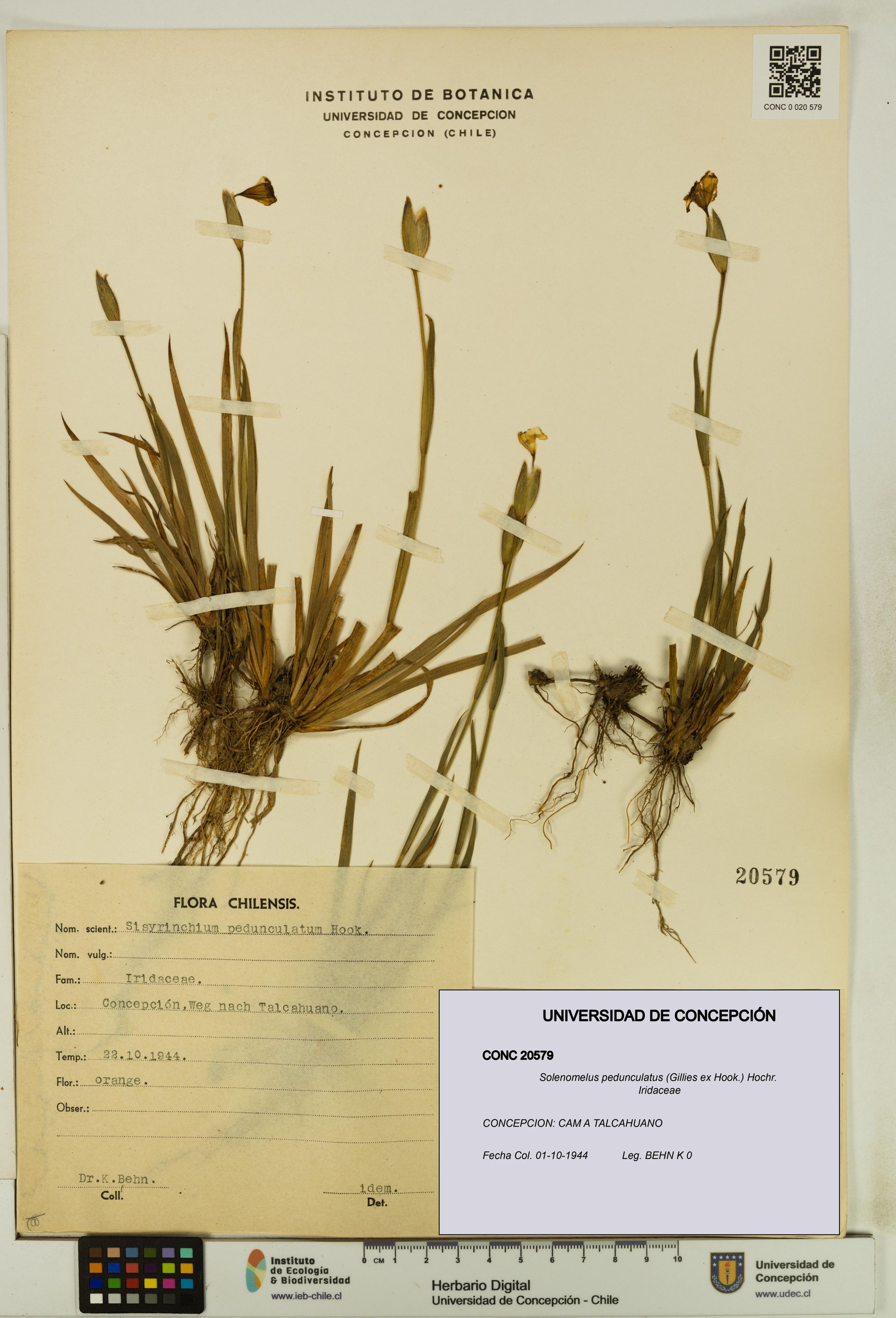 Solenomelus pedunculatus [Espécimen: ]
