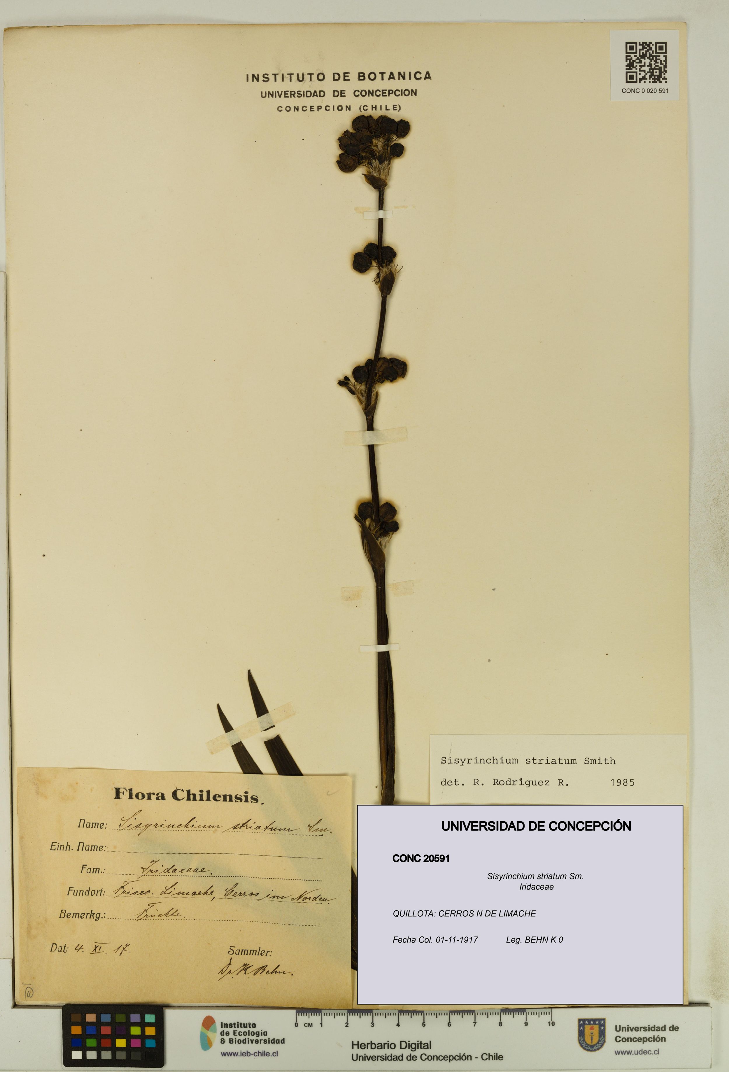 Sisyrinchium striatum [Espécimen: ]