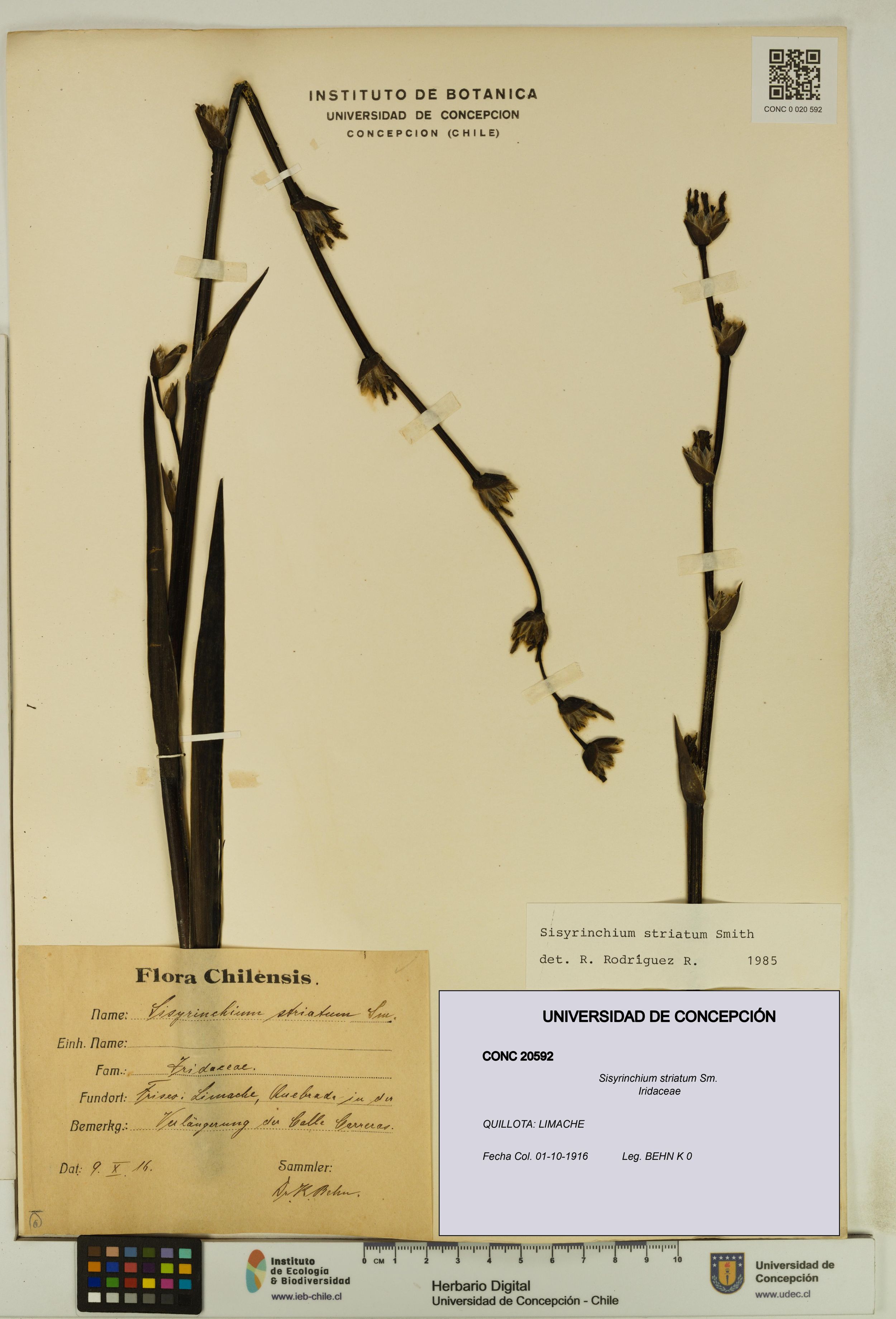 Sisyrinchium striatum [Espécimen: ]