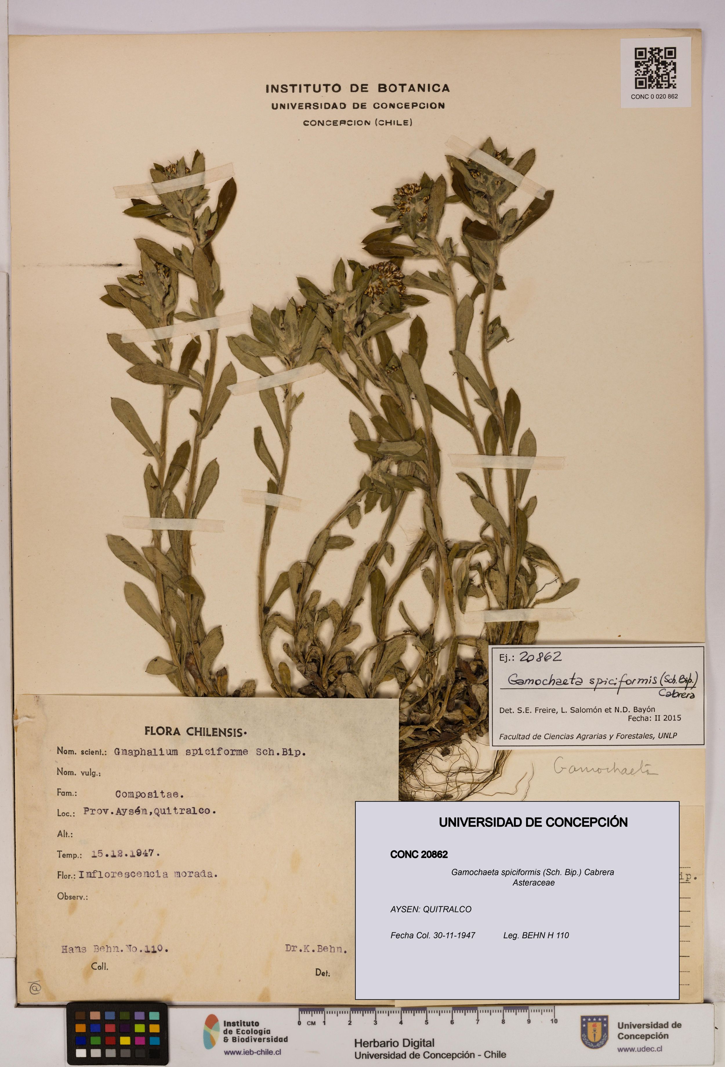 Gamochaeta spiciformis [Espécimen: ]