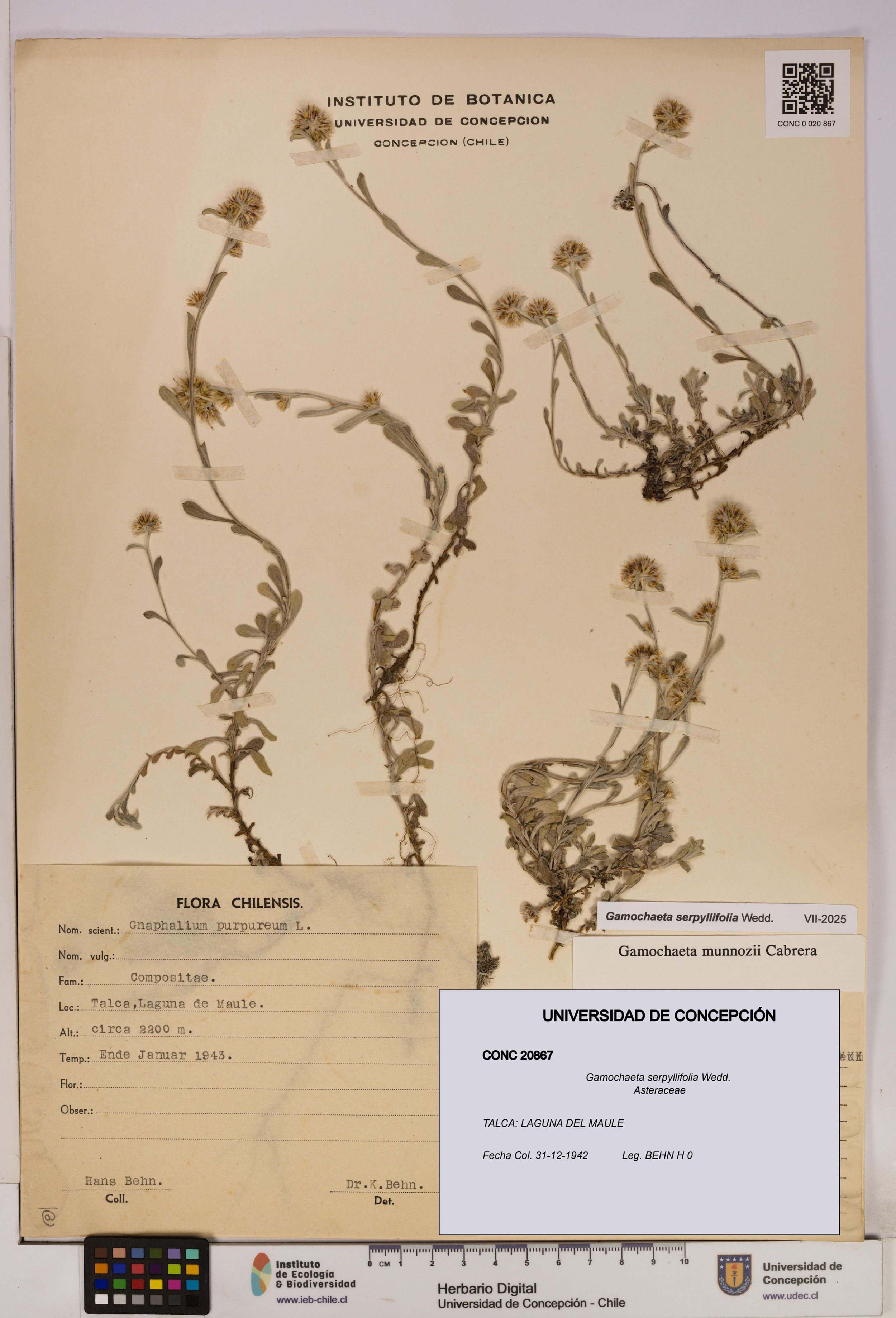 Gamochaeta serpyllifolia [Espécimen: ]