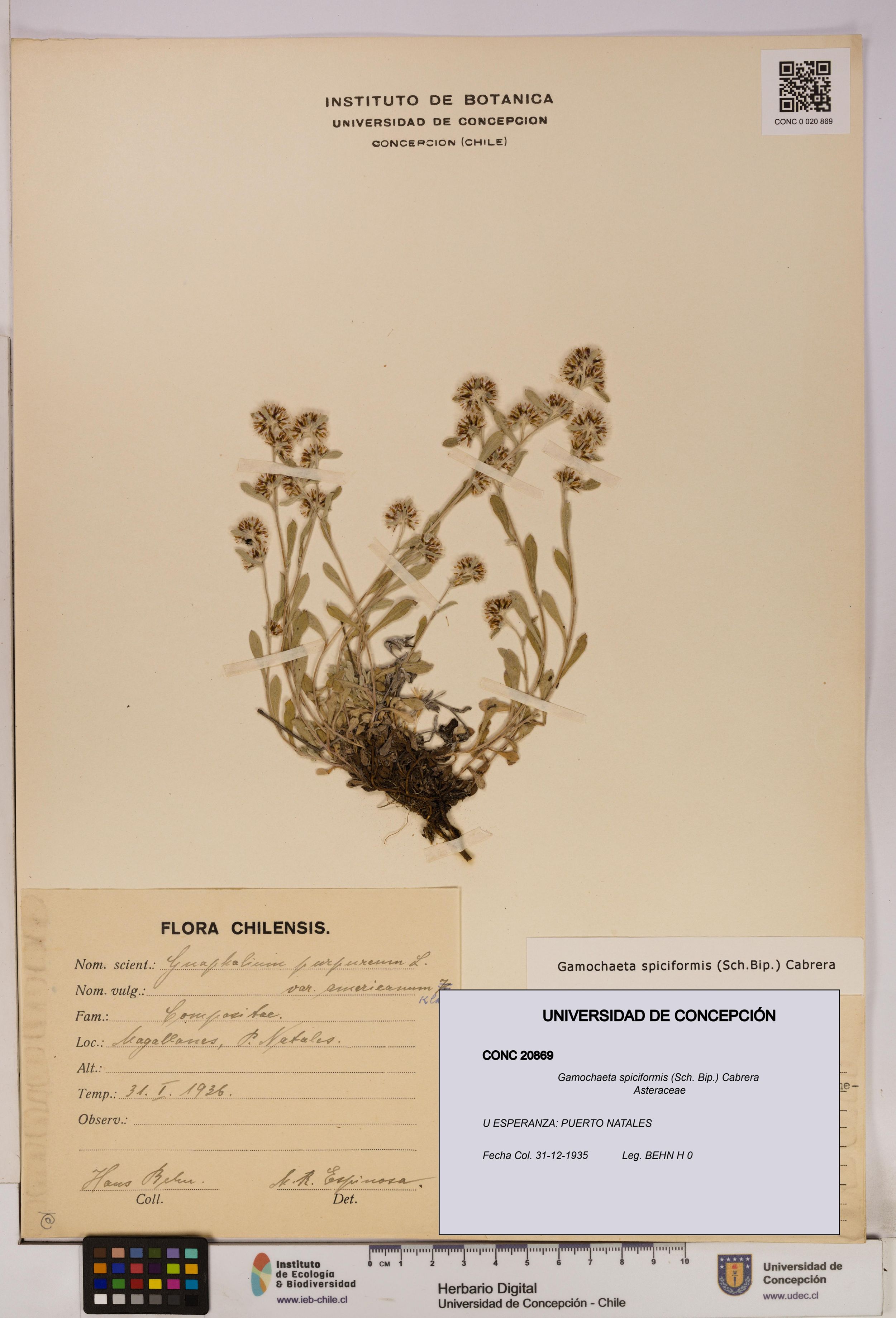 Gamochaeta spiciformis [Espécimen: ]