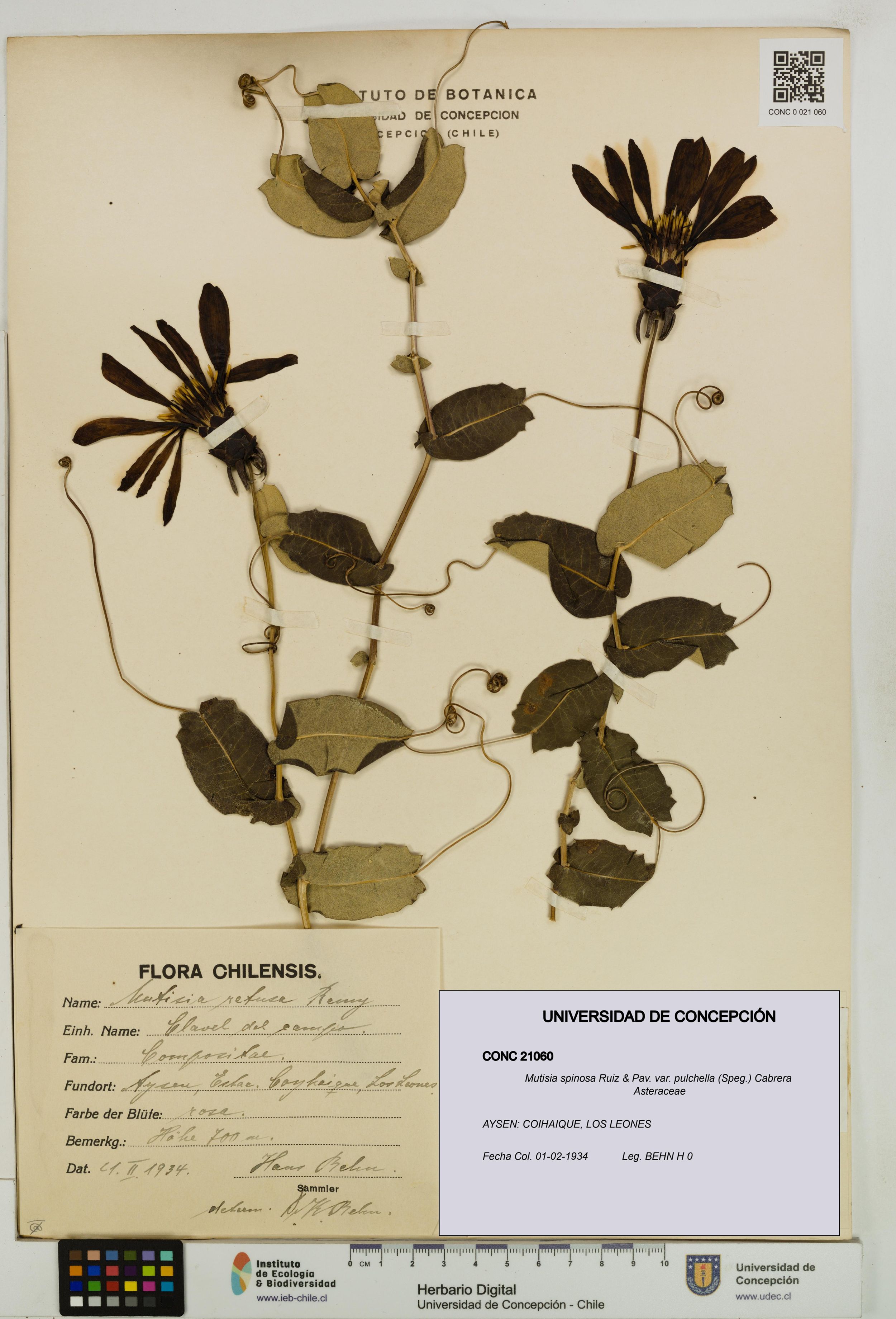 Mutisia spinosa var. pulchella [Espécimen: ]
