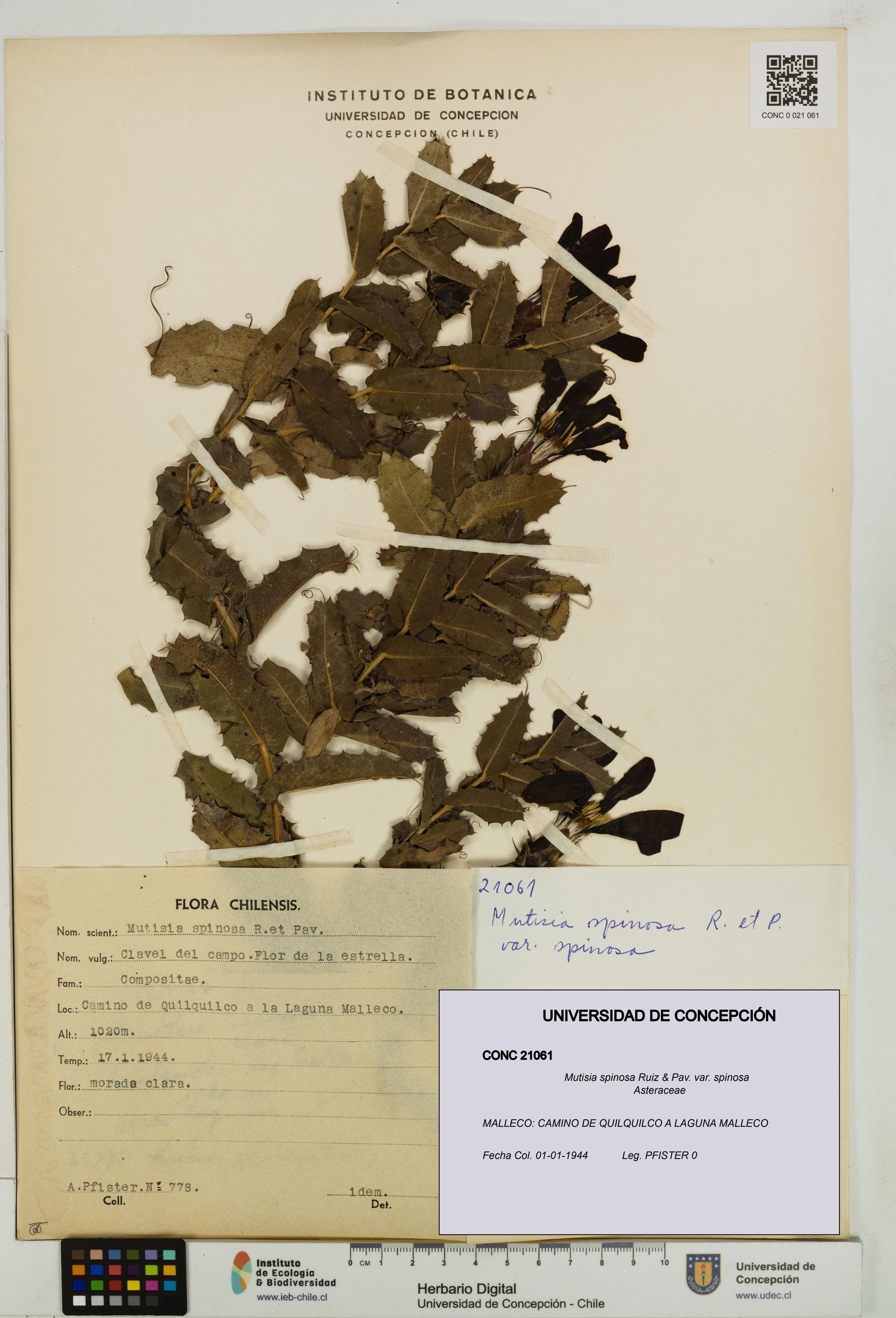 Mutisia spinosa var. spinosa [Espécimen: ]