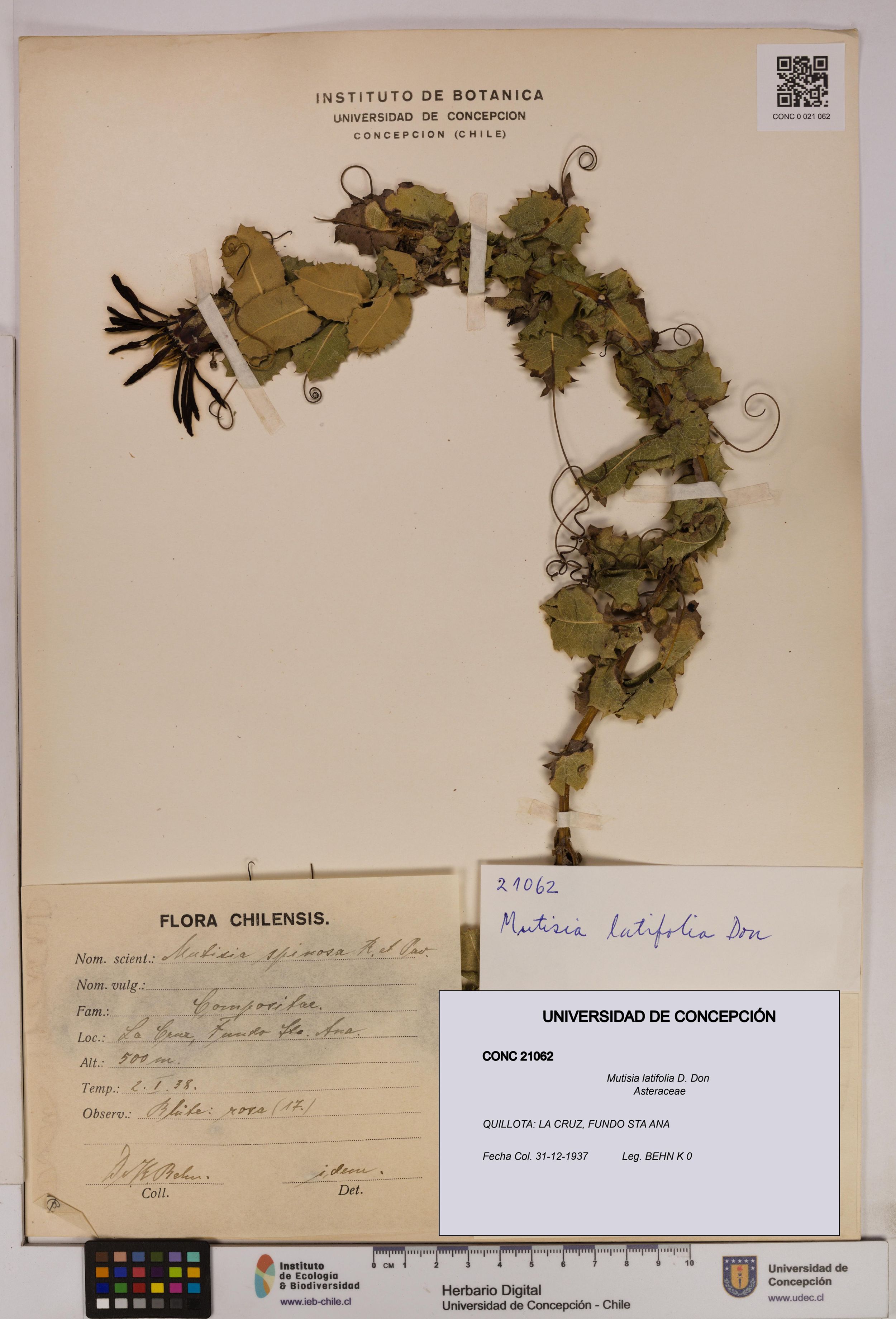 Mutisia latifolia [Espécimen: ]