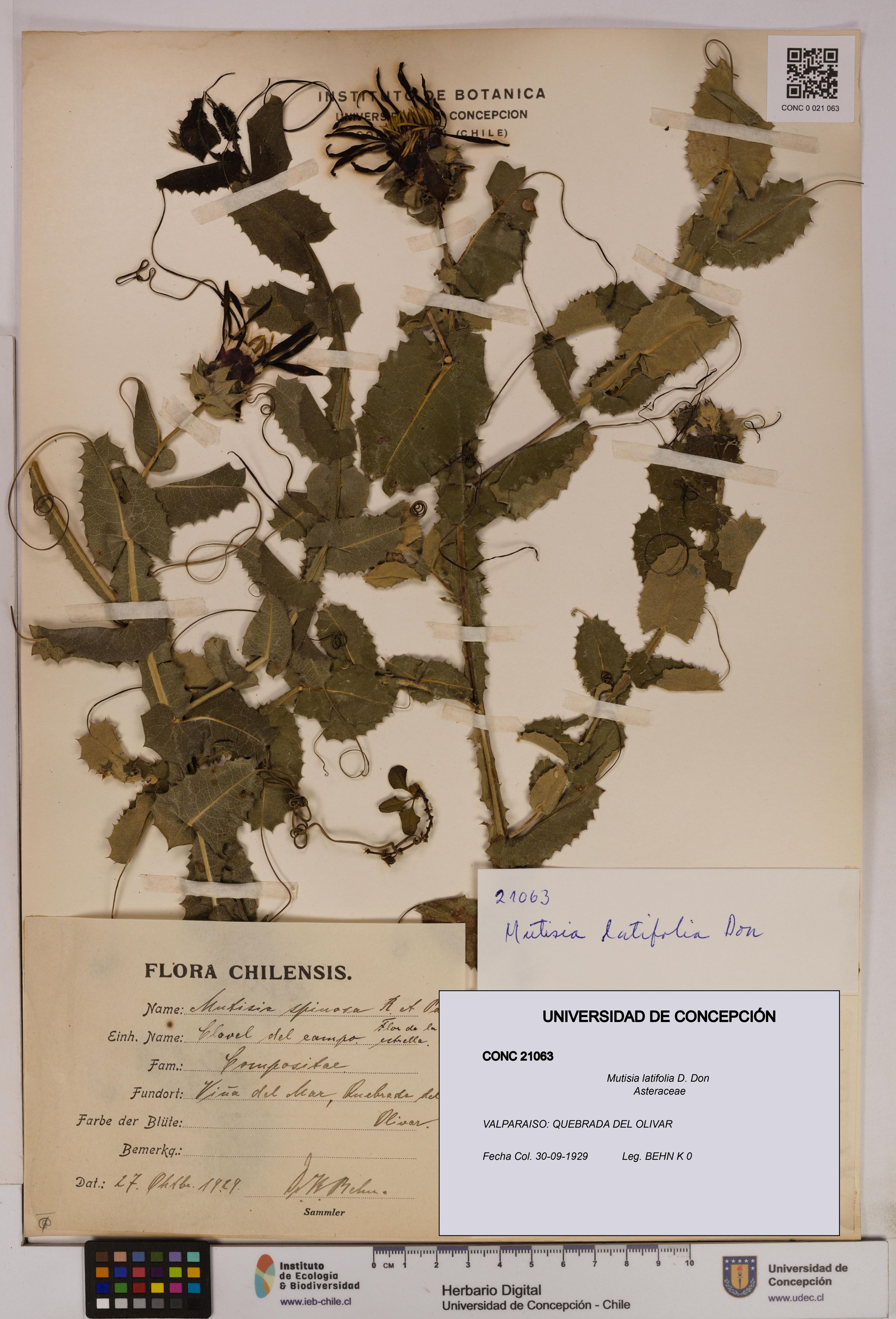 Mutisia latifolia [Espécimen: ]