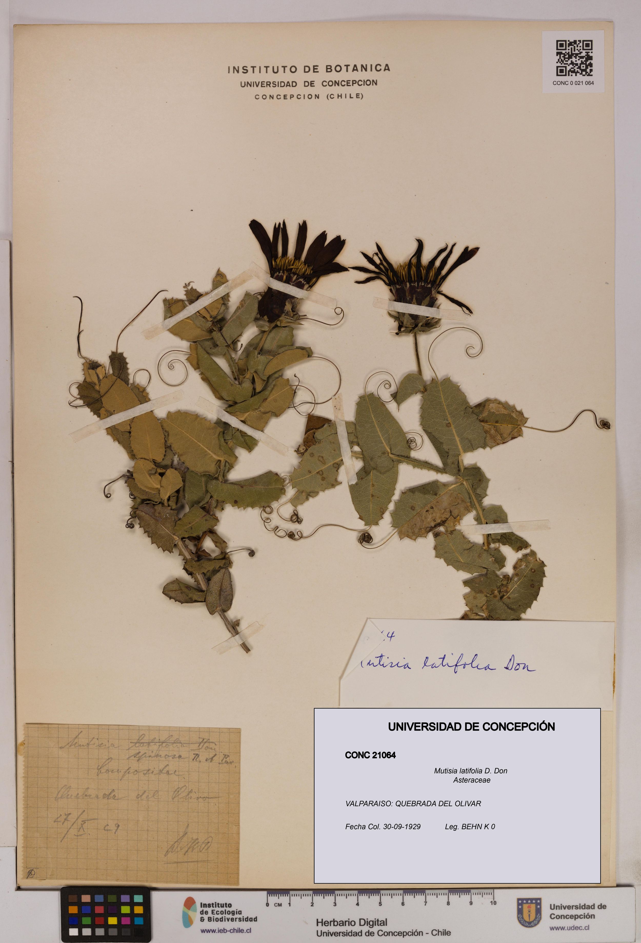 Mutisia latifolia [Espécimen: ]