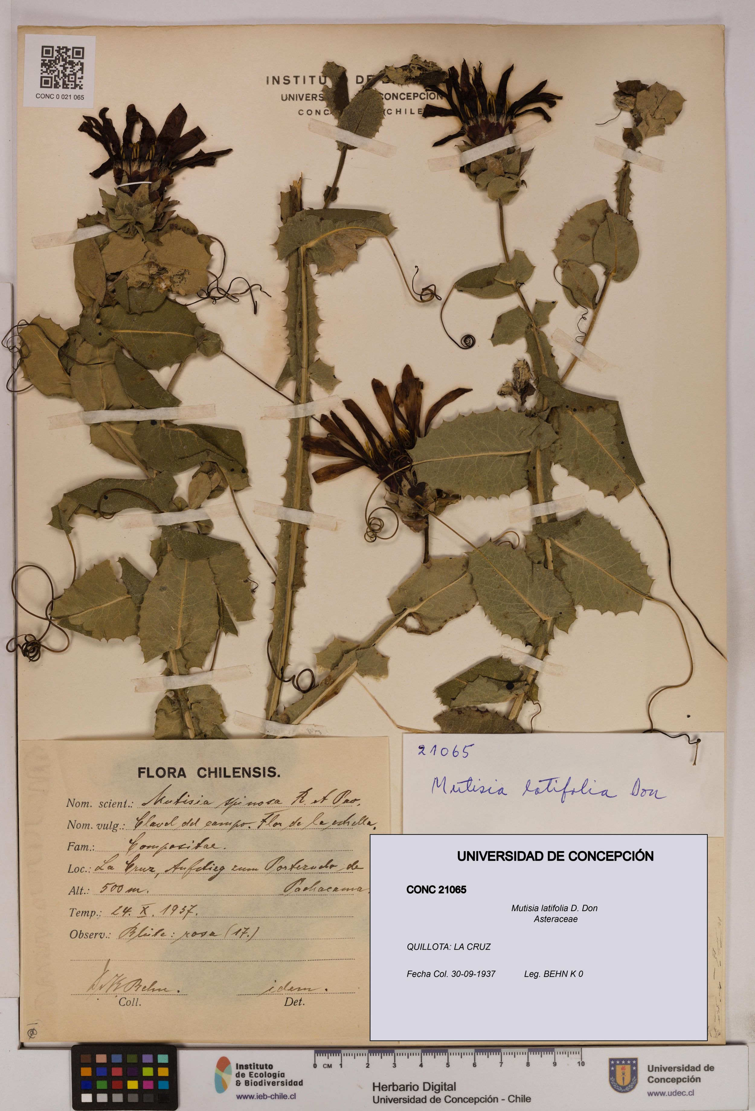Mutisia latifolia [Espécimen: ]