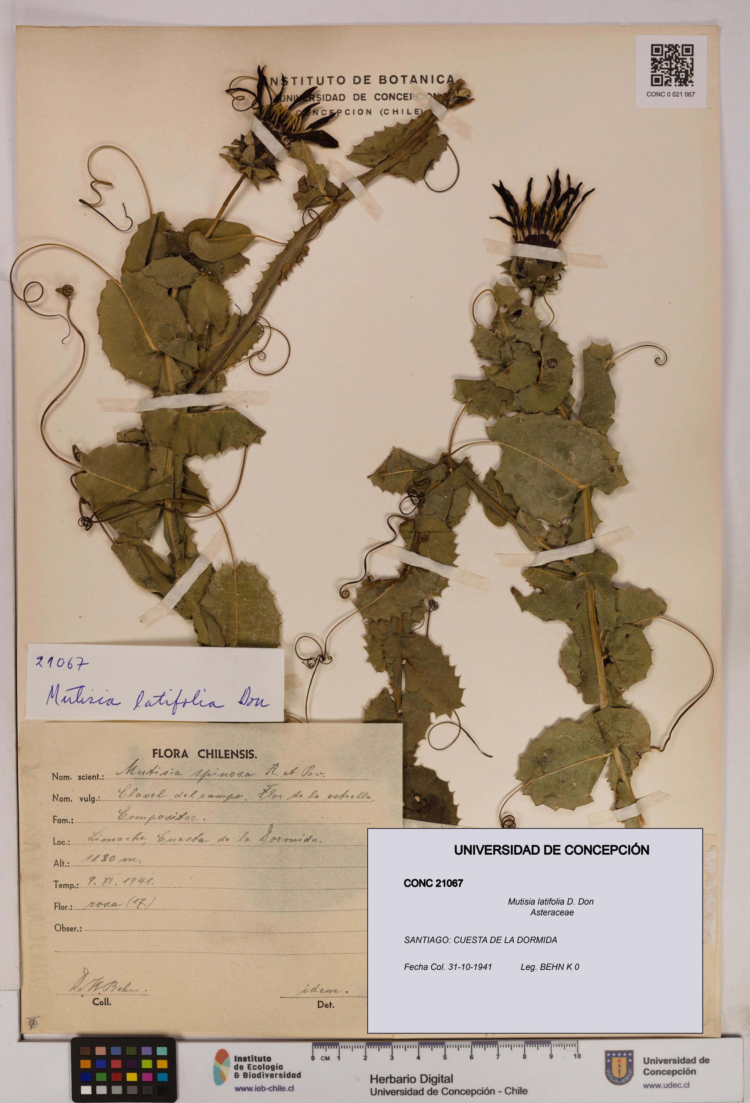 Mutisia latifolia [Espécimen: ]