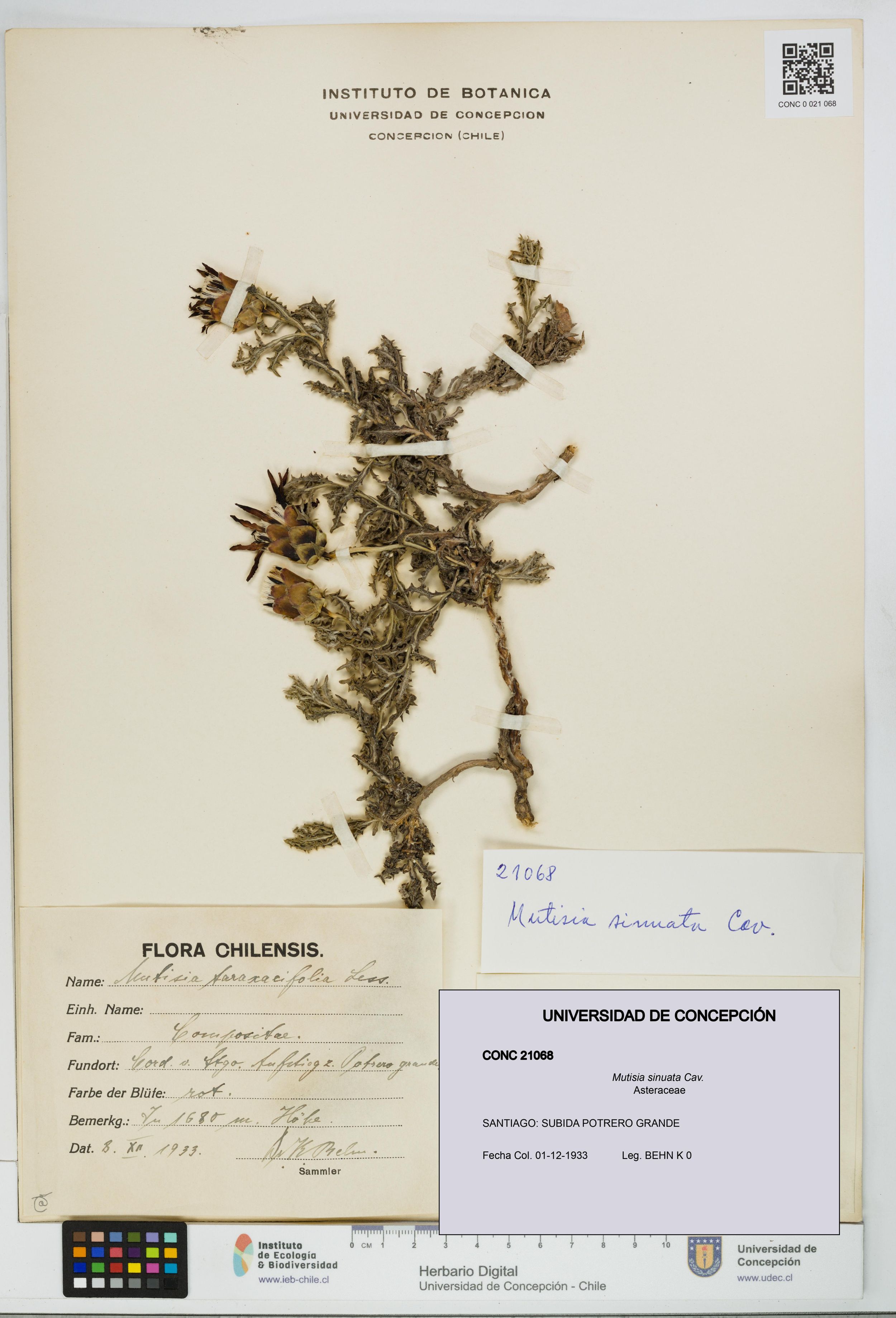 Mutisia sinuata [Espécimen: ]