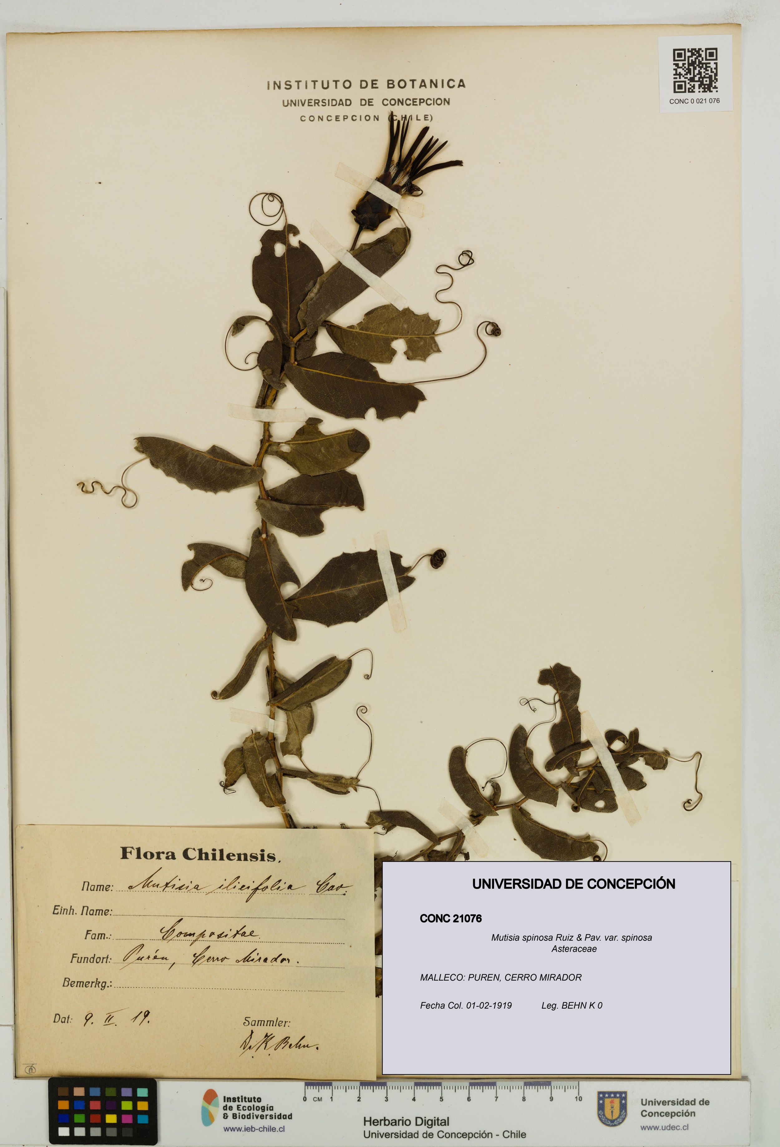Mutisia spinosa var. spinosa [Espécimen: ]