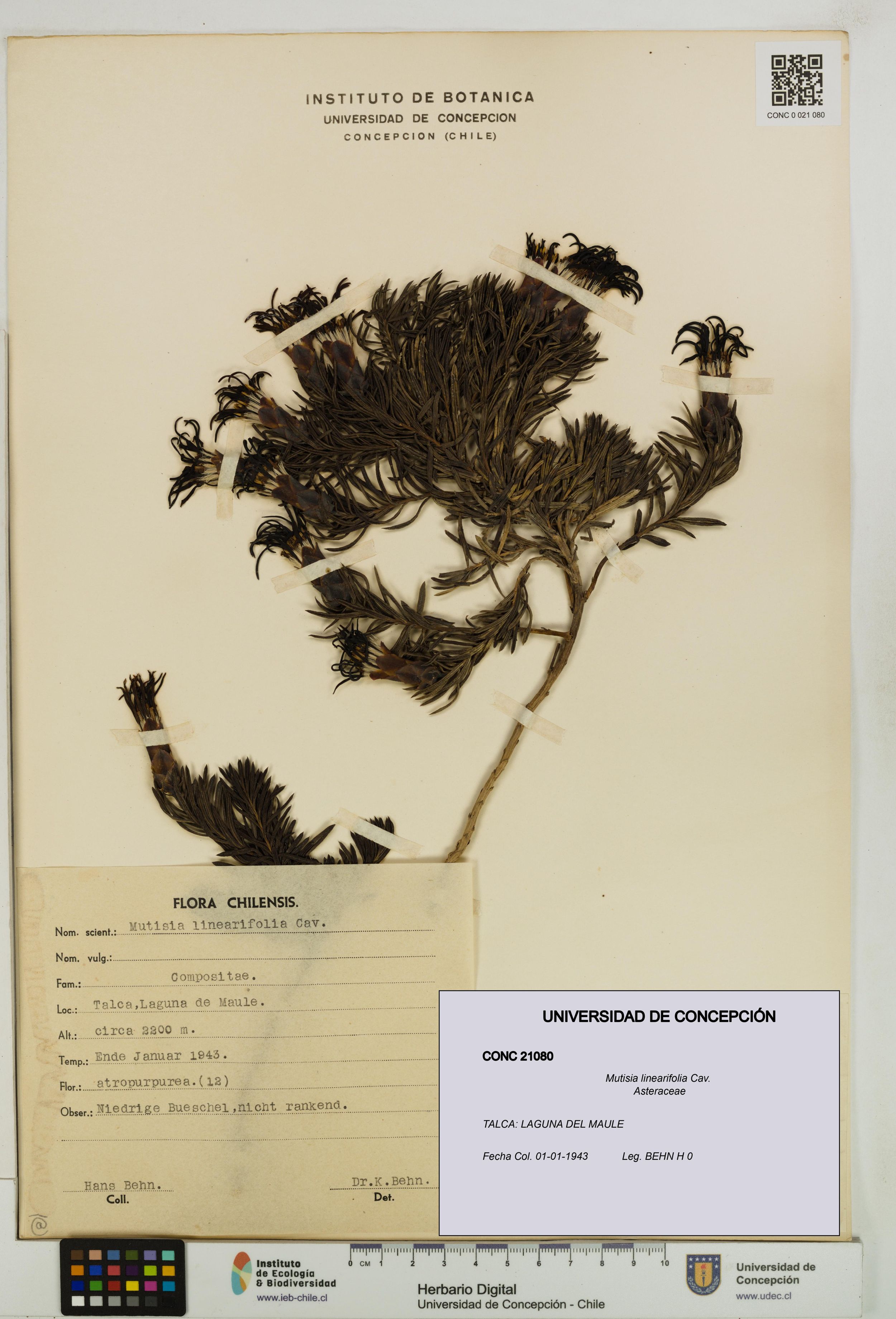 Mutisia linearifolia [Espécimen: ]