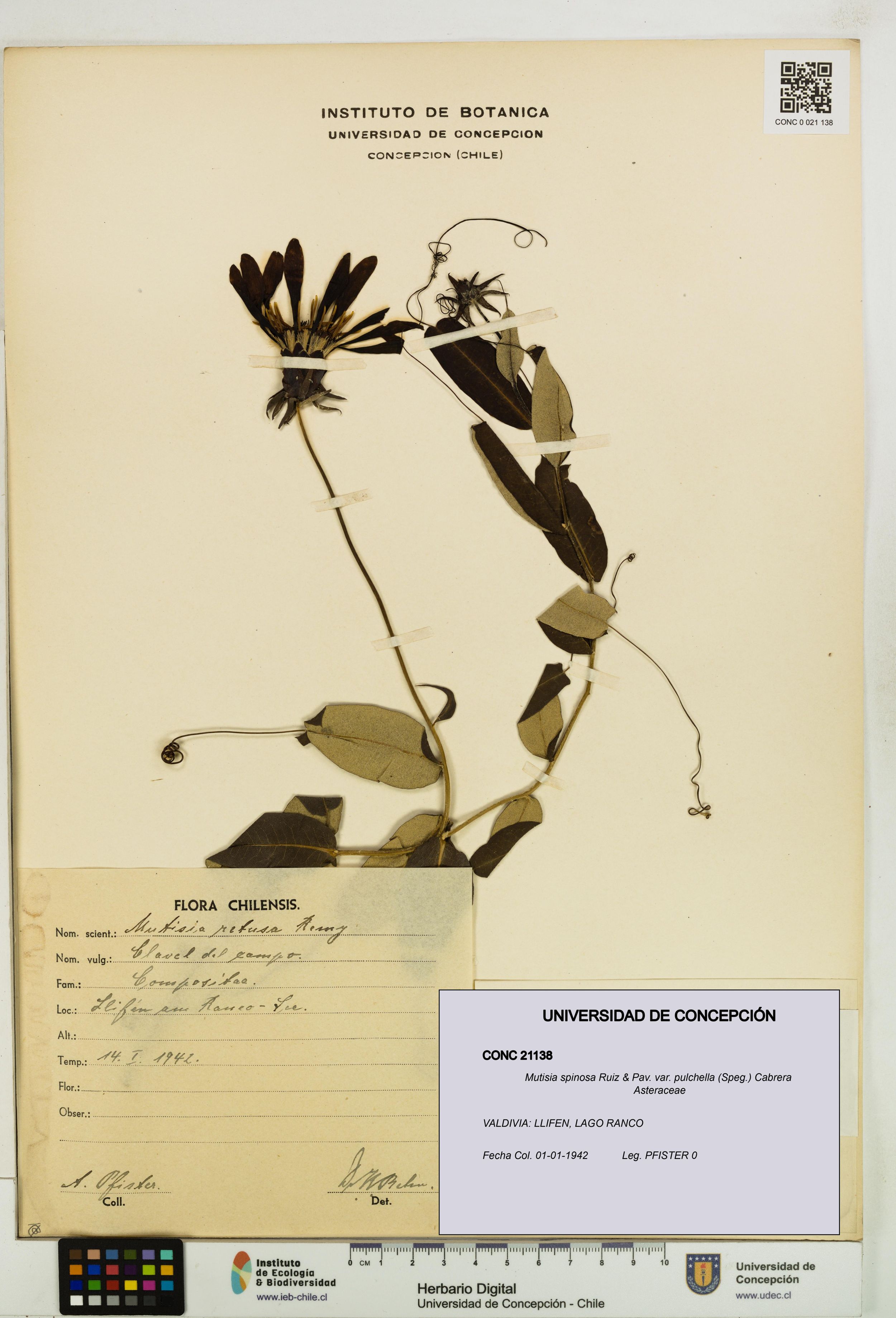 Mutisia spinosa var. pulchella [Espécimen: ]