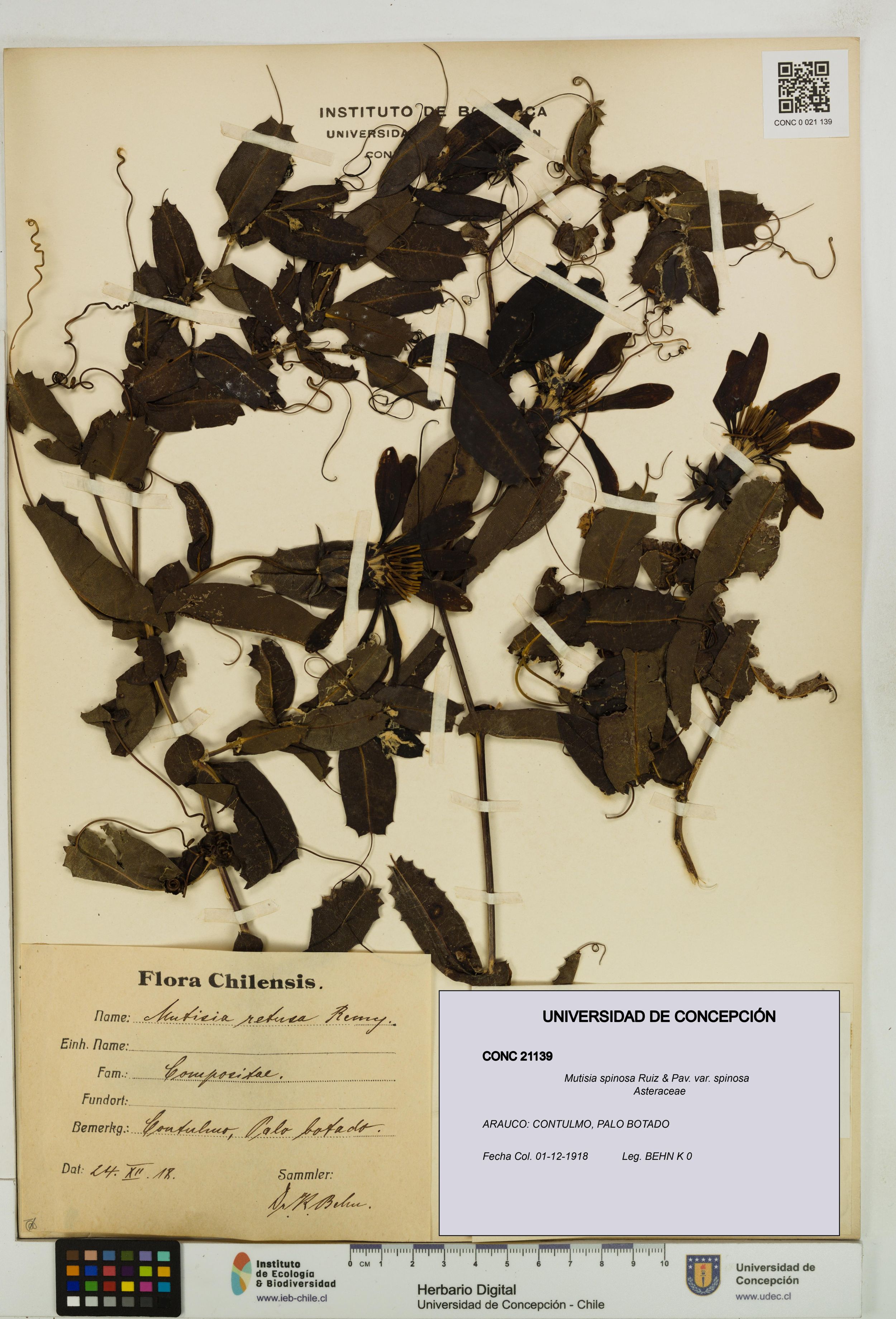 Mutisia spinosa var. spinosa [Espécimen: ]