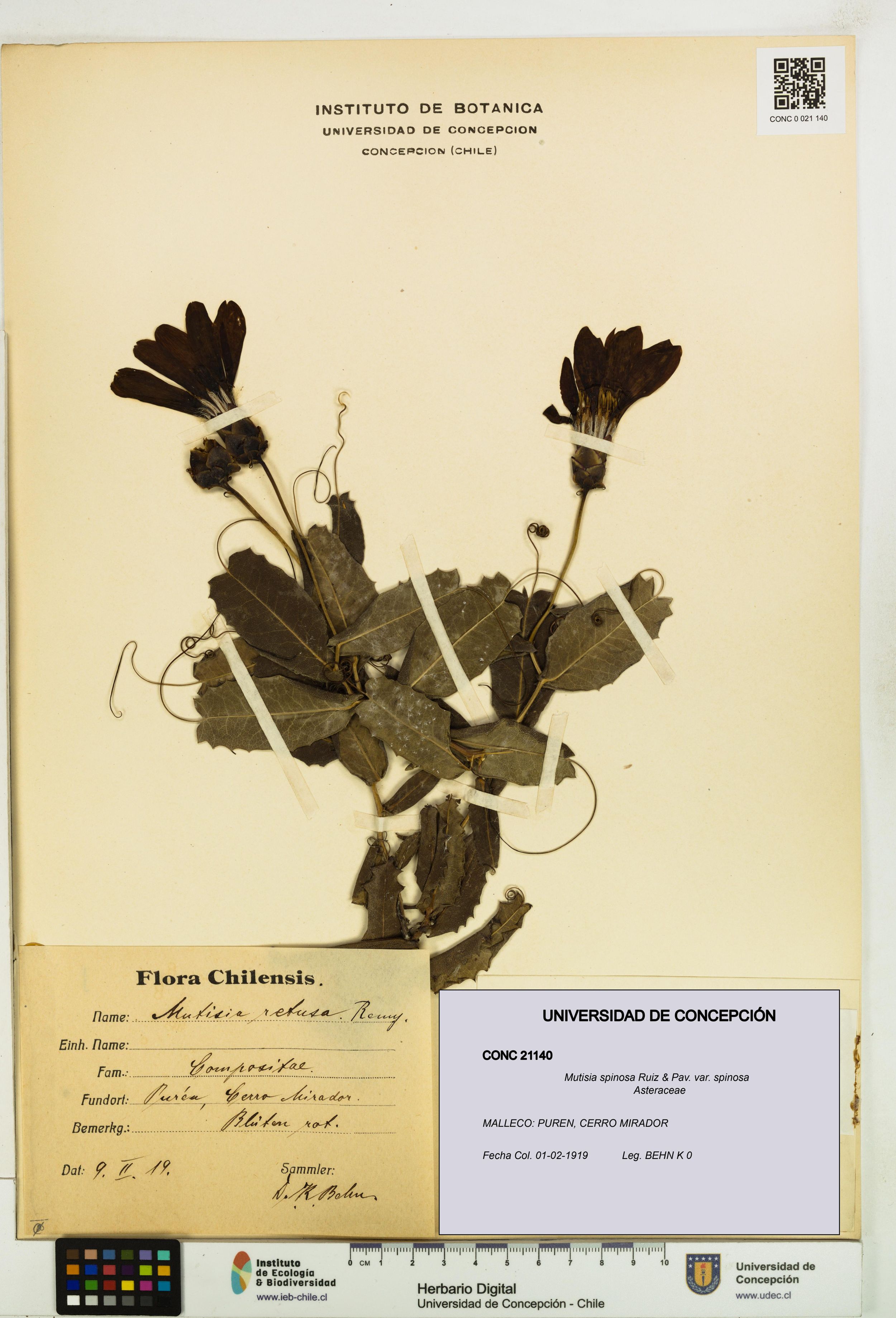 Mutisia spinosa var. spinosa [Espécimen: ]
