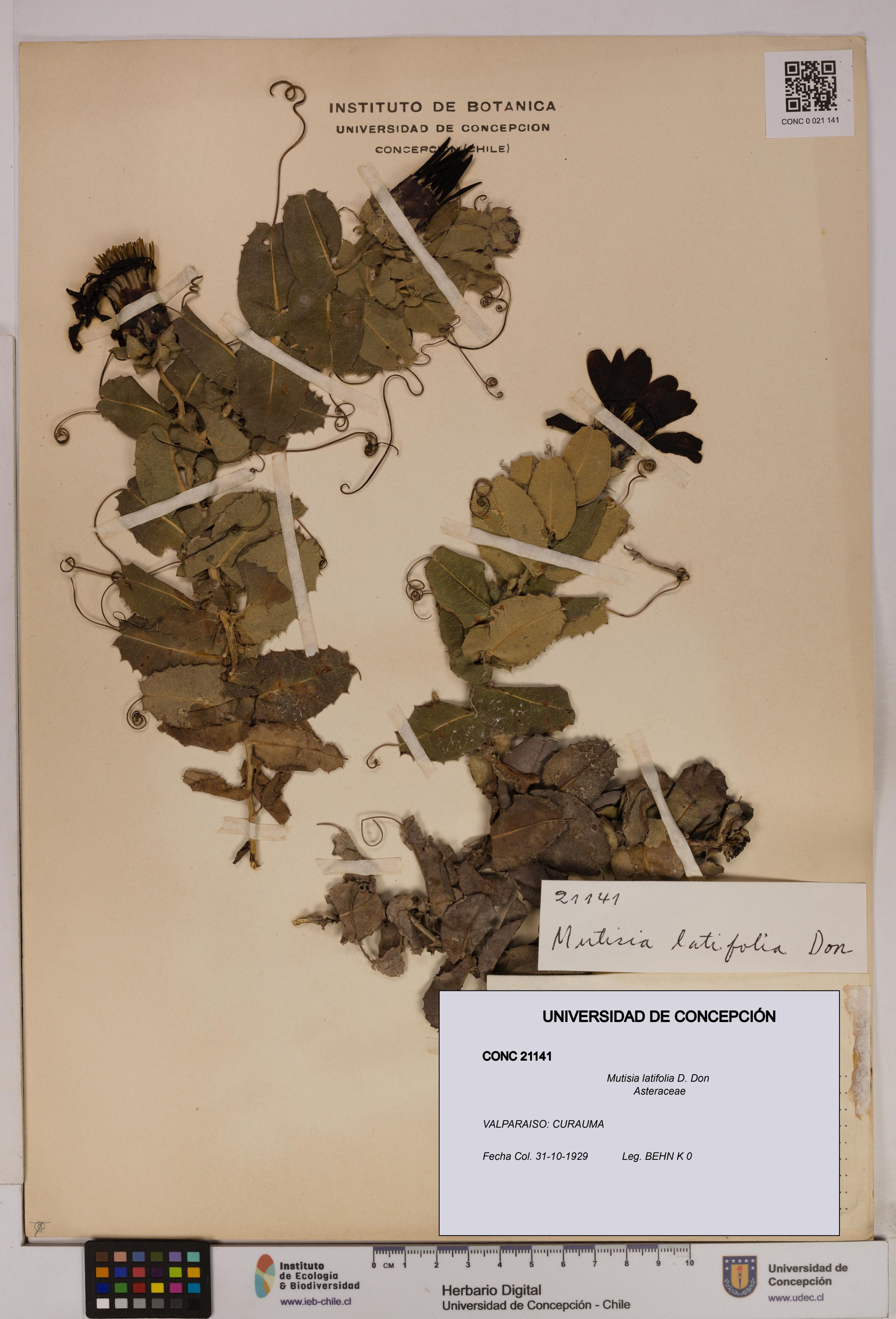 Mutisia latifolia [Espécimen: ]