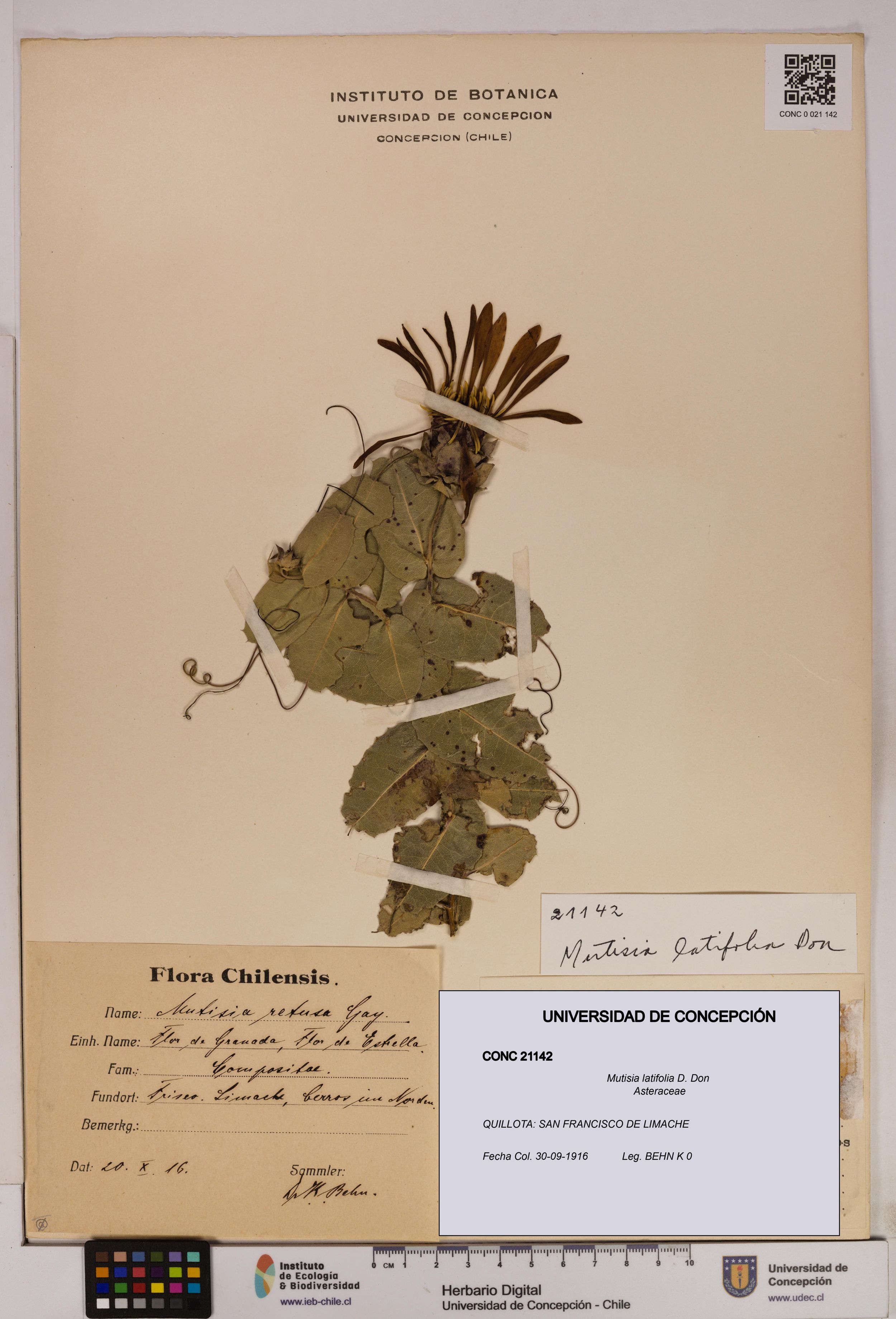 Mutisia latifolia [Espécimen: ]