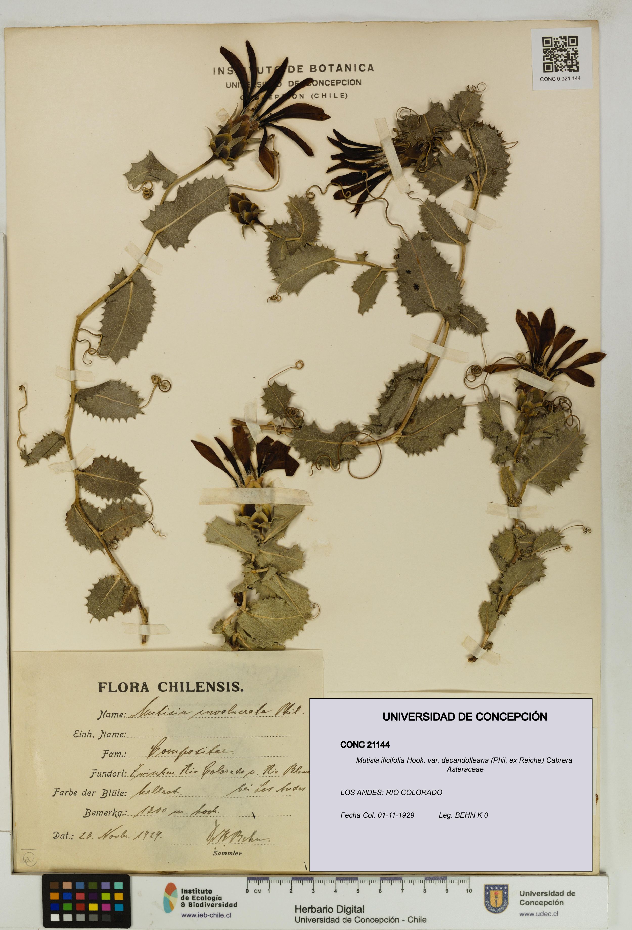 Mutisia ilicifolia var. decandolleana [Espécimen: ]
