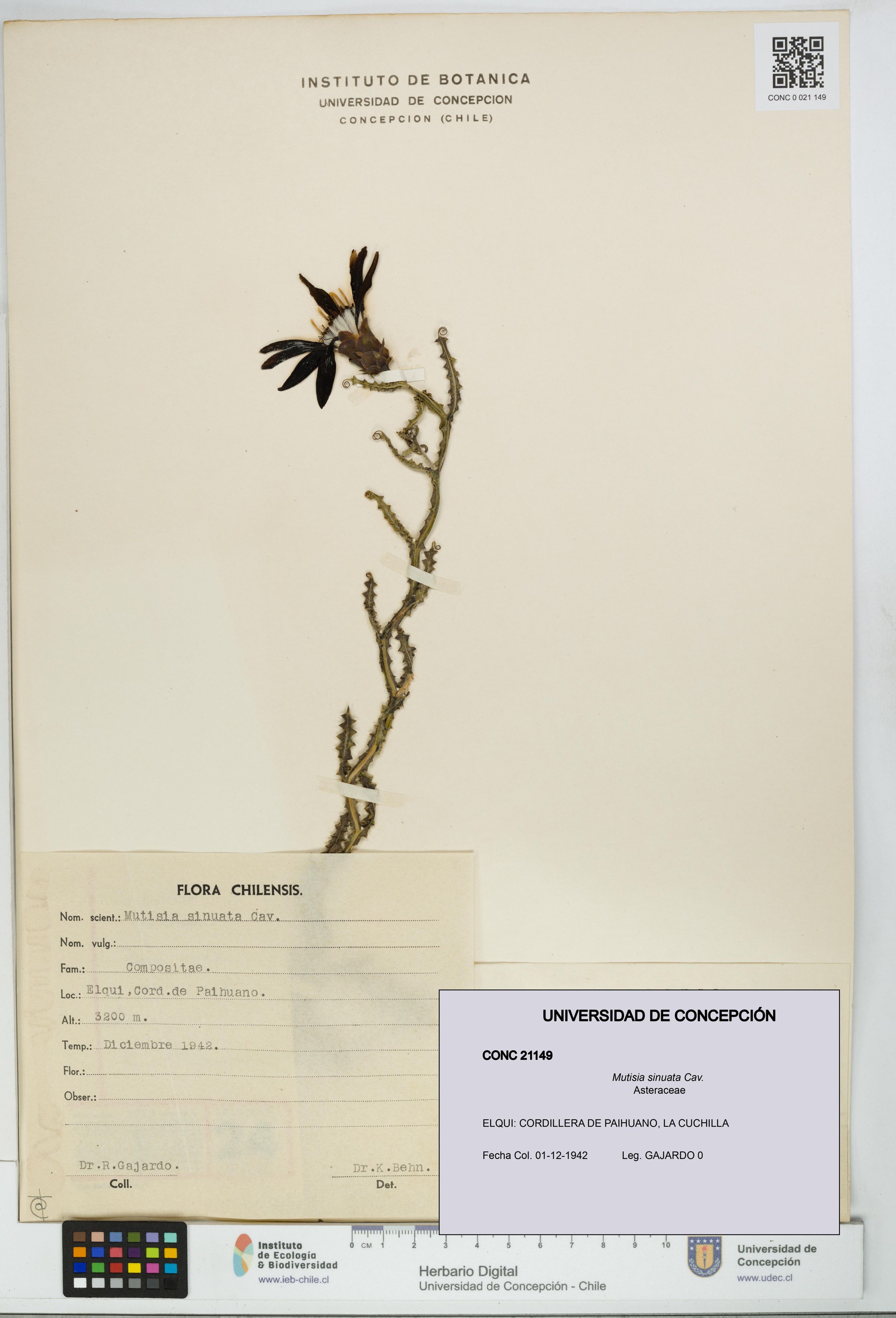 Mutisia sinuata [Espécimen: ]