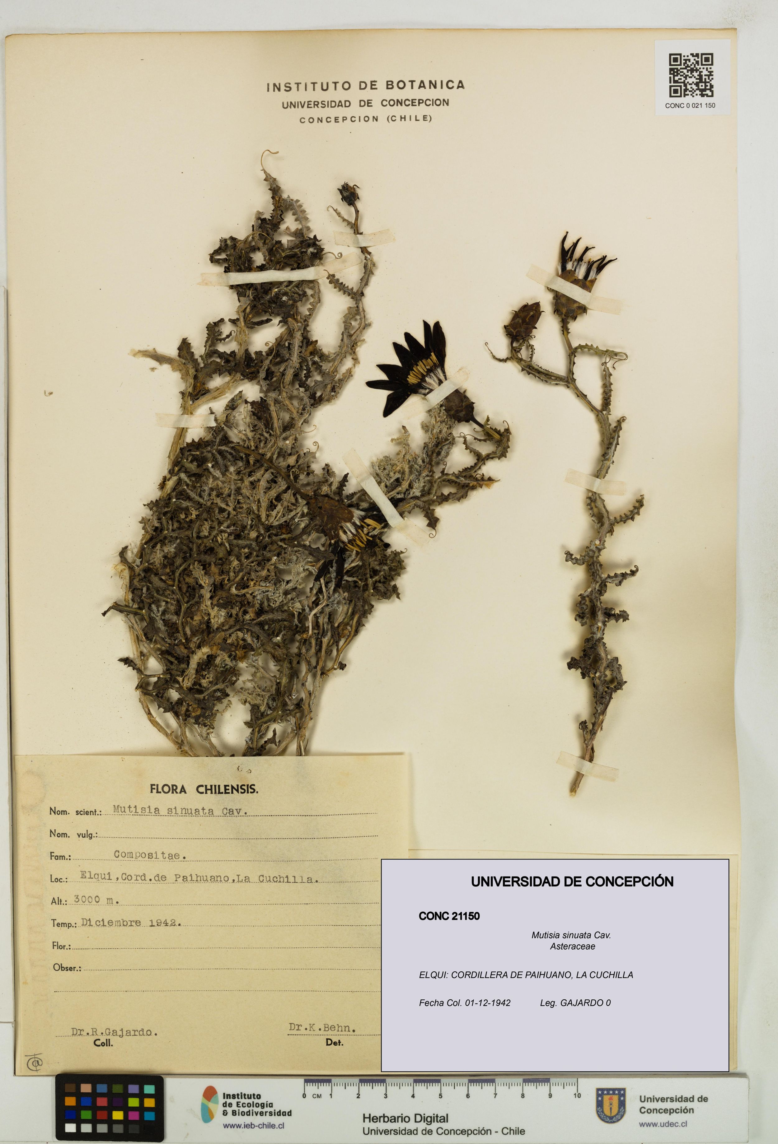Mutisia sinuata [Espécimen: ]