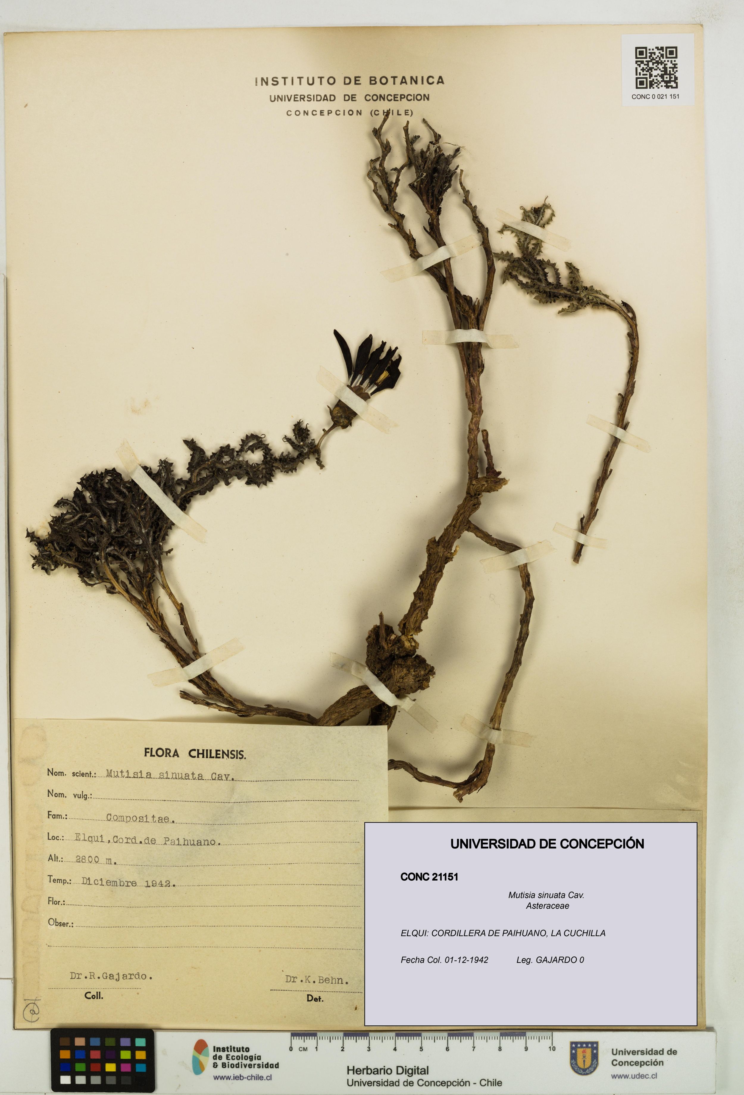 Mutisia sinuata [Espécimen: ]