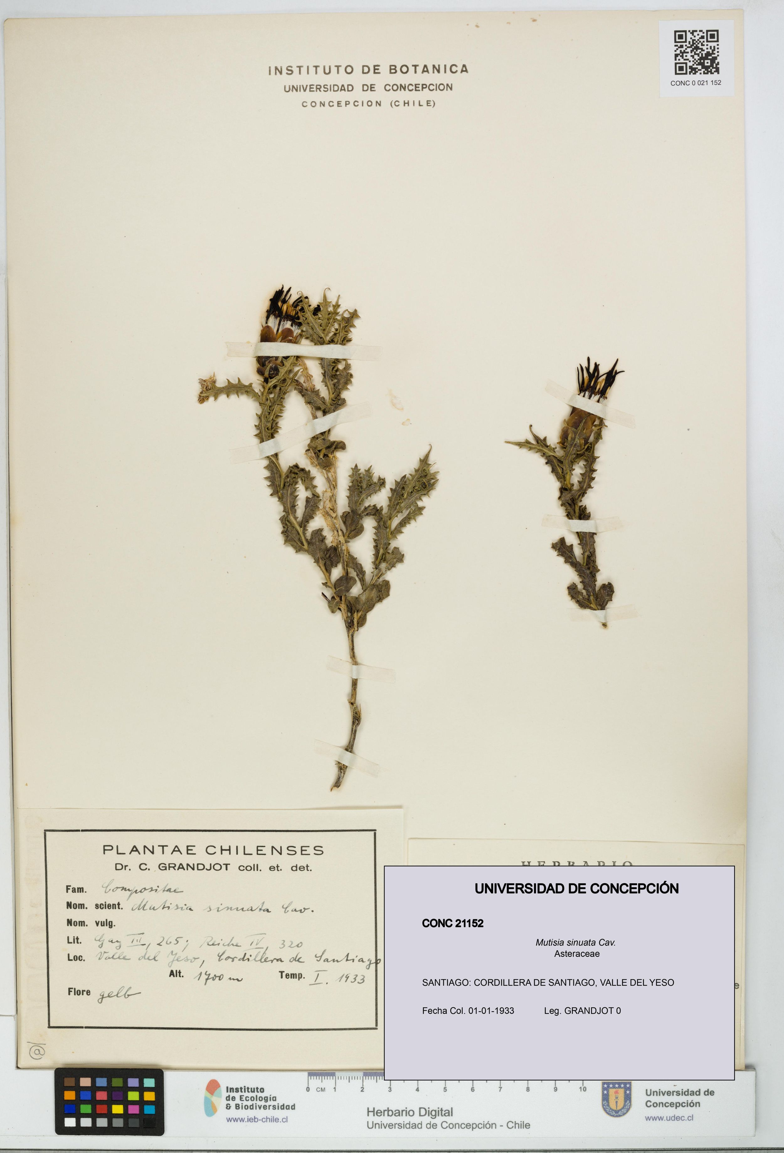 Mutisia sinuata [Espécimen: ]