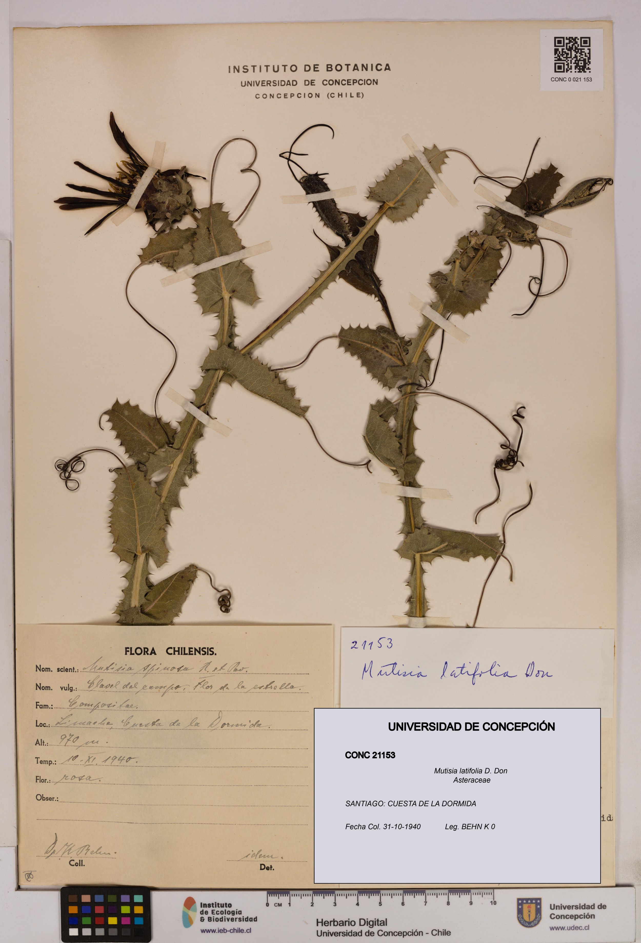 Mutisia latifolia [Espécimen: ]