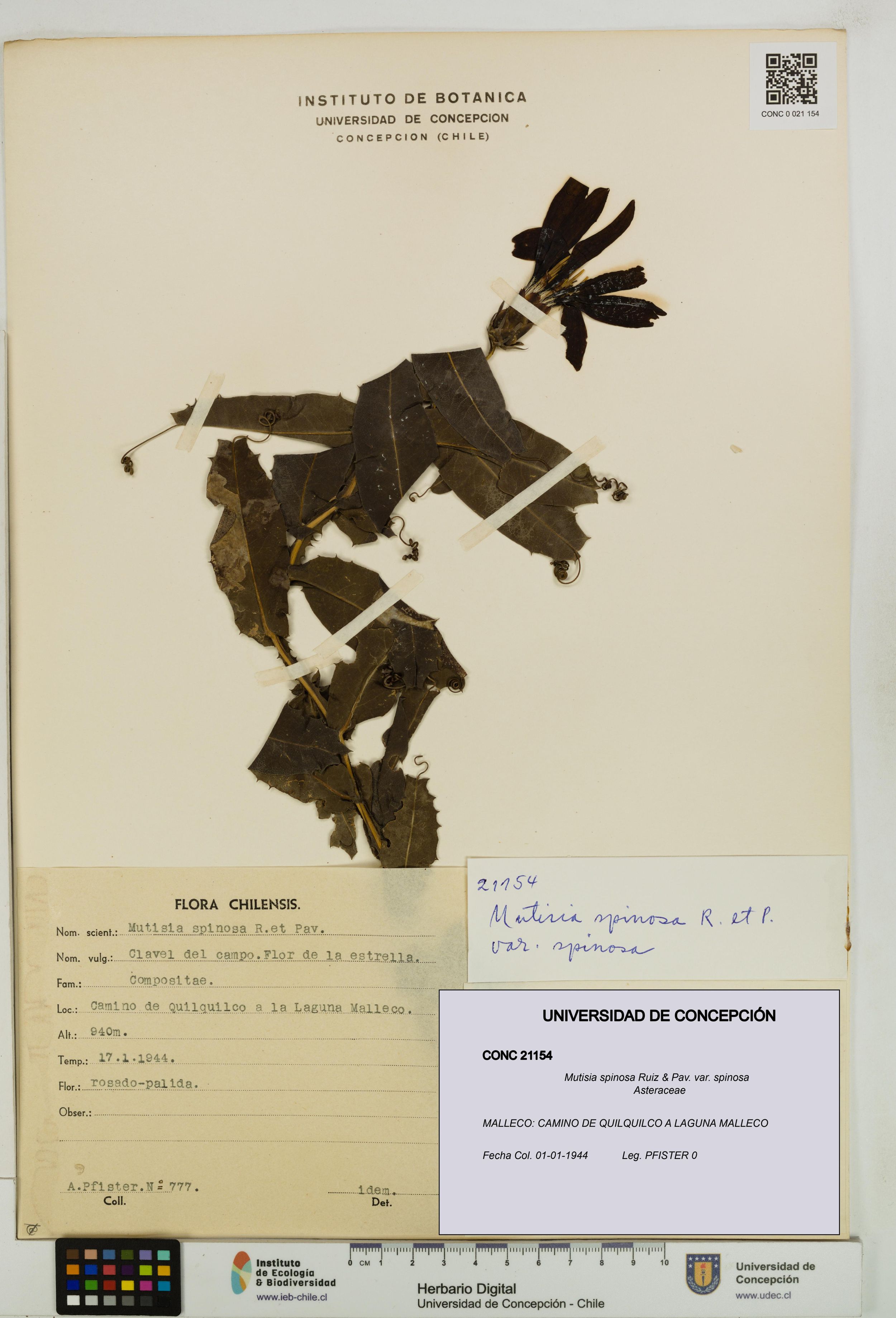 Mutisia spinosa var. spinosa [Espécimen: ]