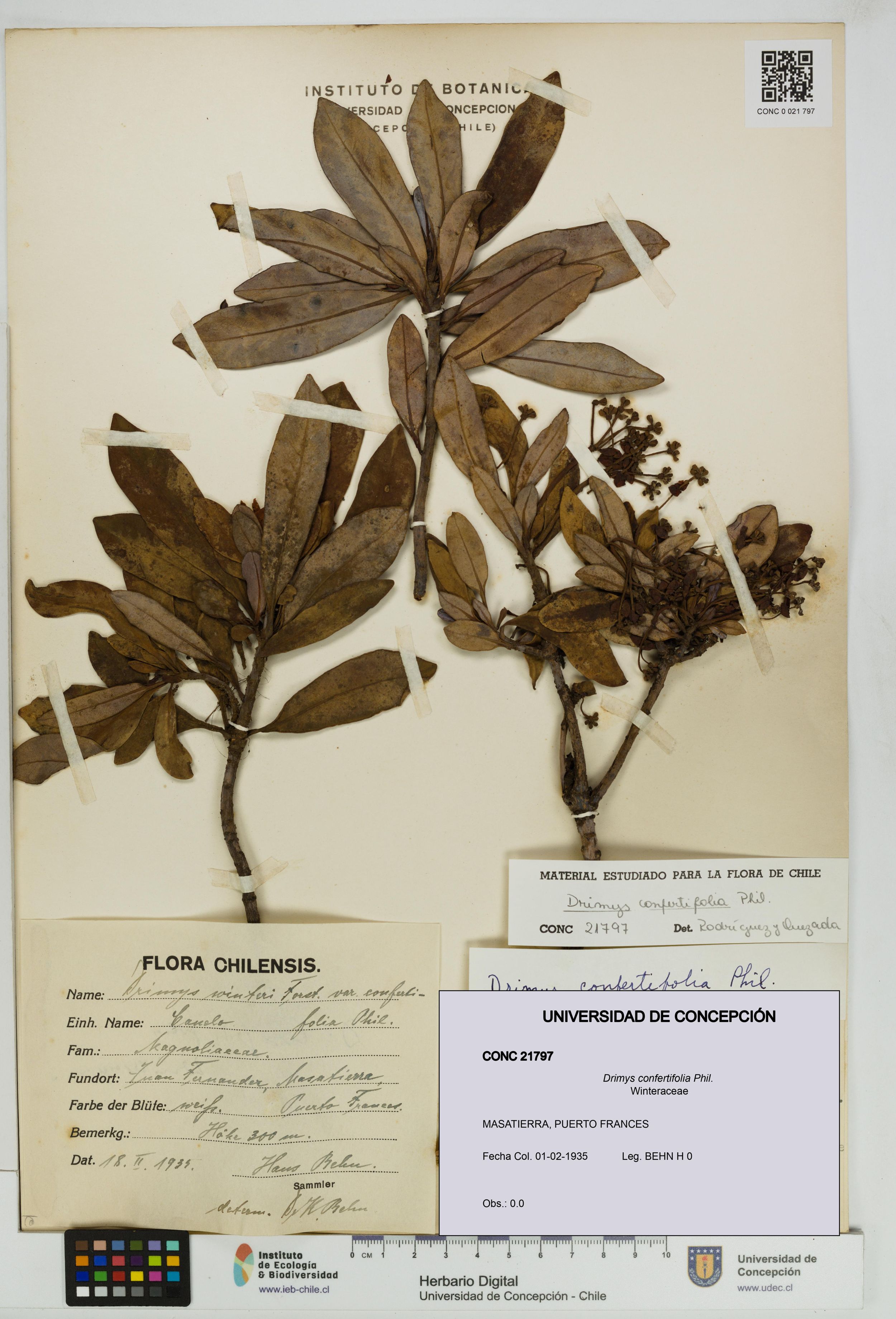 Drimys confertifolia [Espécimen: ]