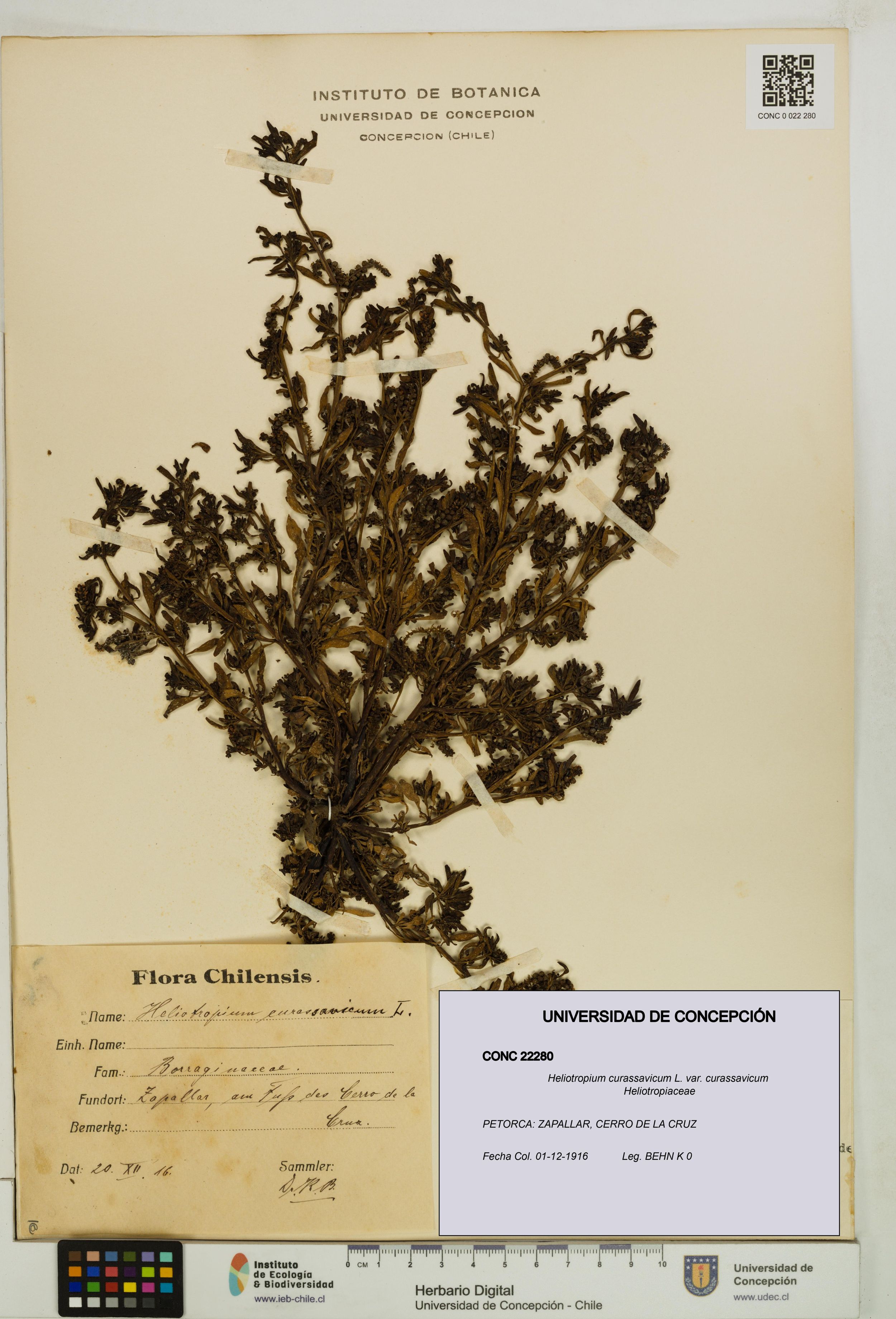 Heliotropium curassavicum var. curassavicum [Espécimen: ]