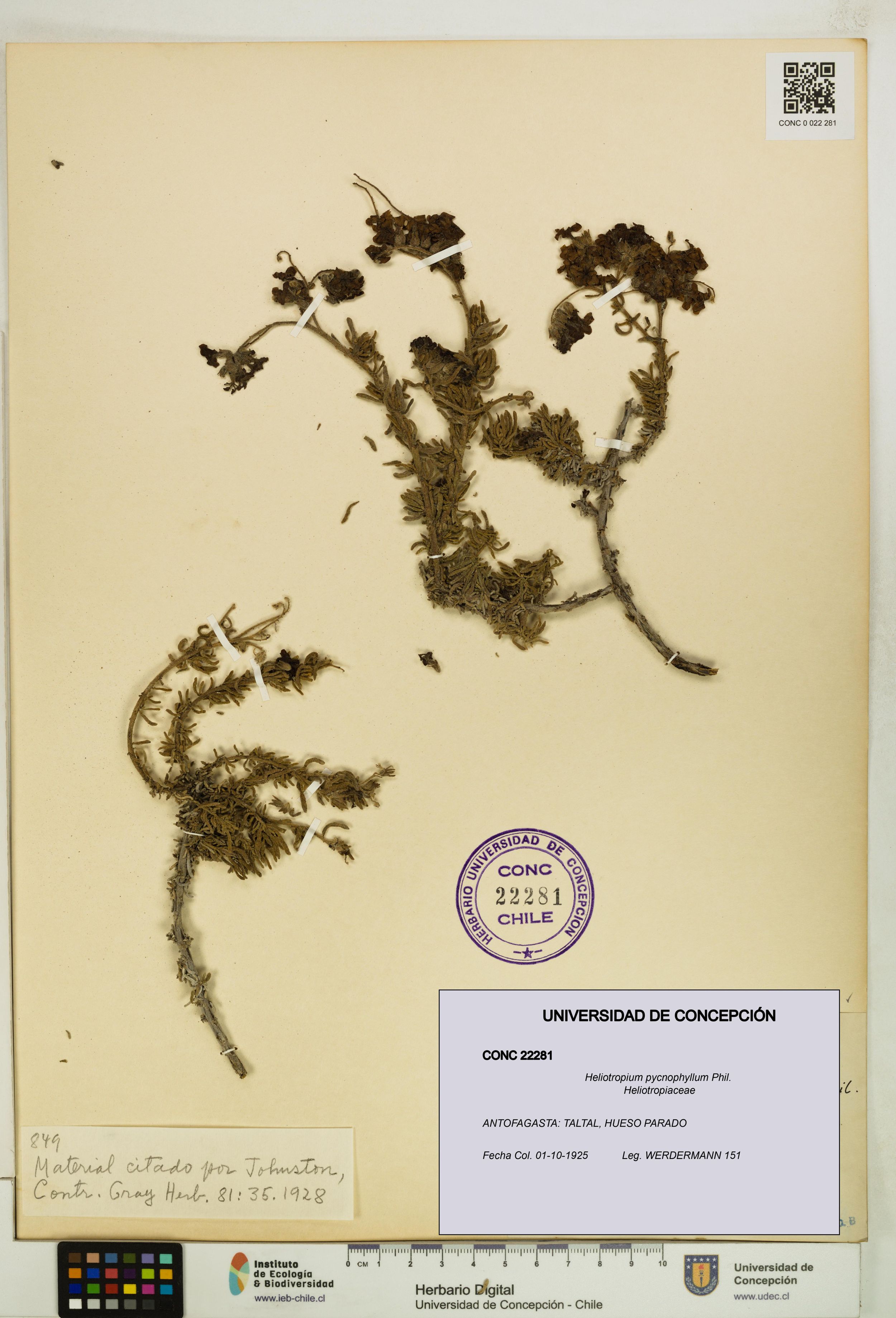 Heliotropium pycnophyllum [Espécimen: ]