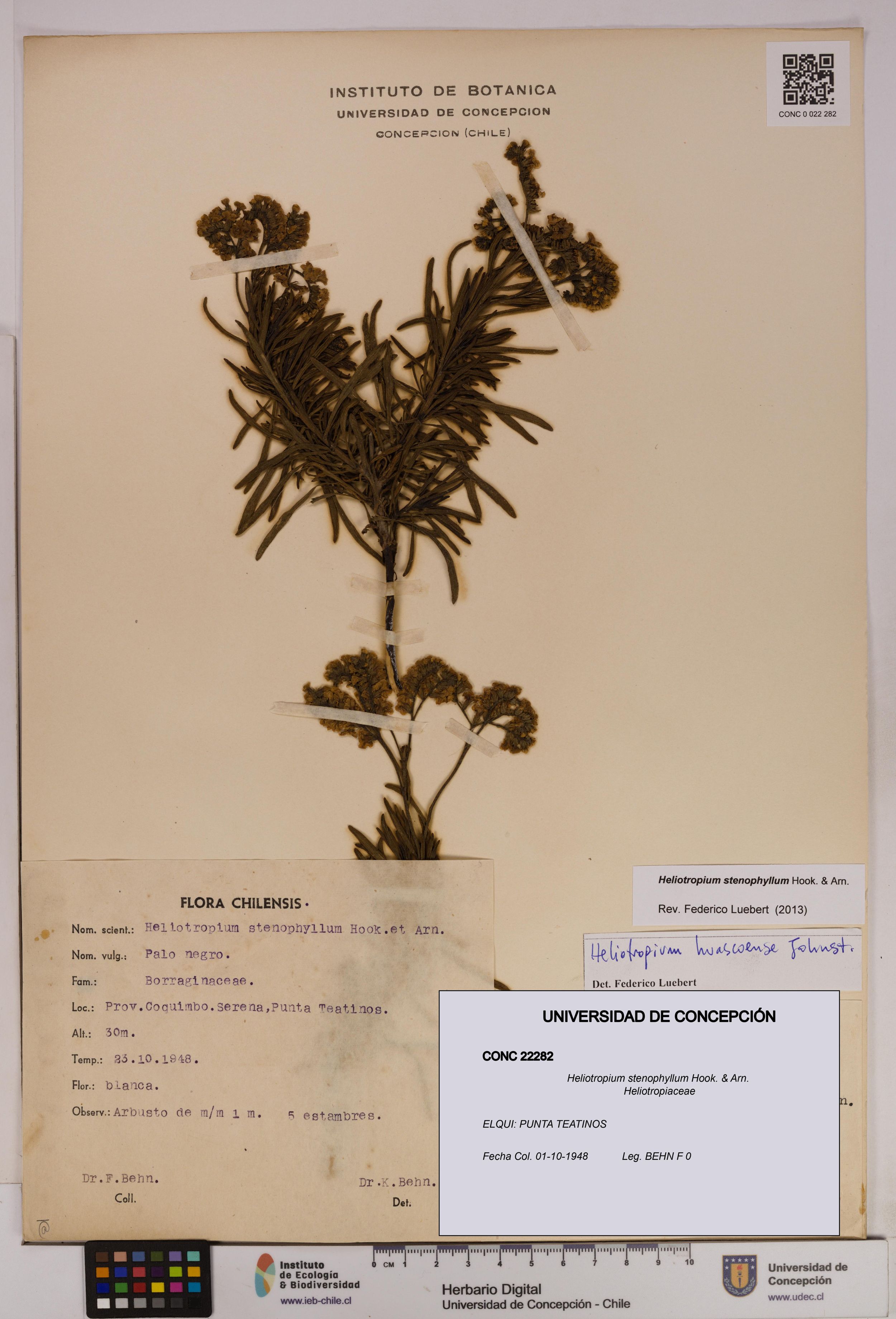 Heliotropium stenophyllum [Espécimen: ]
