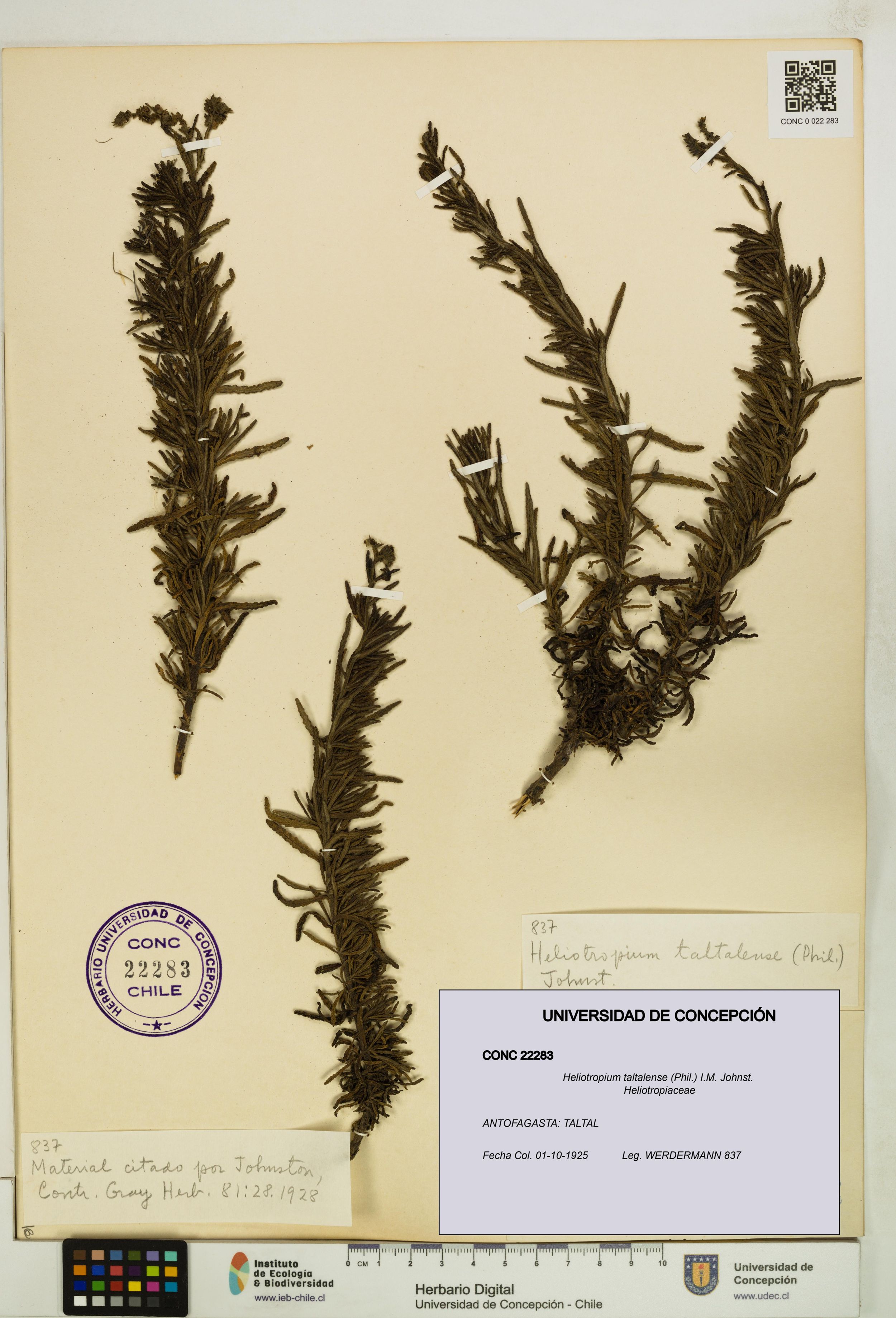 Heliotropium taltalense [Espécimen: ]