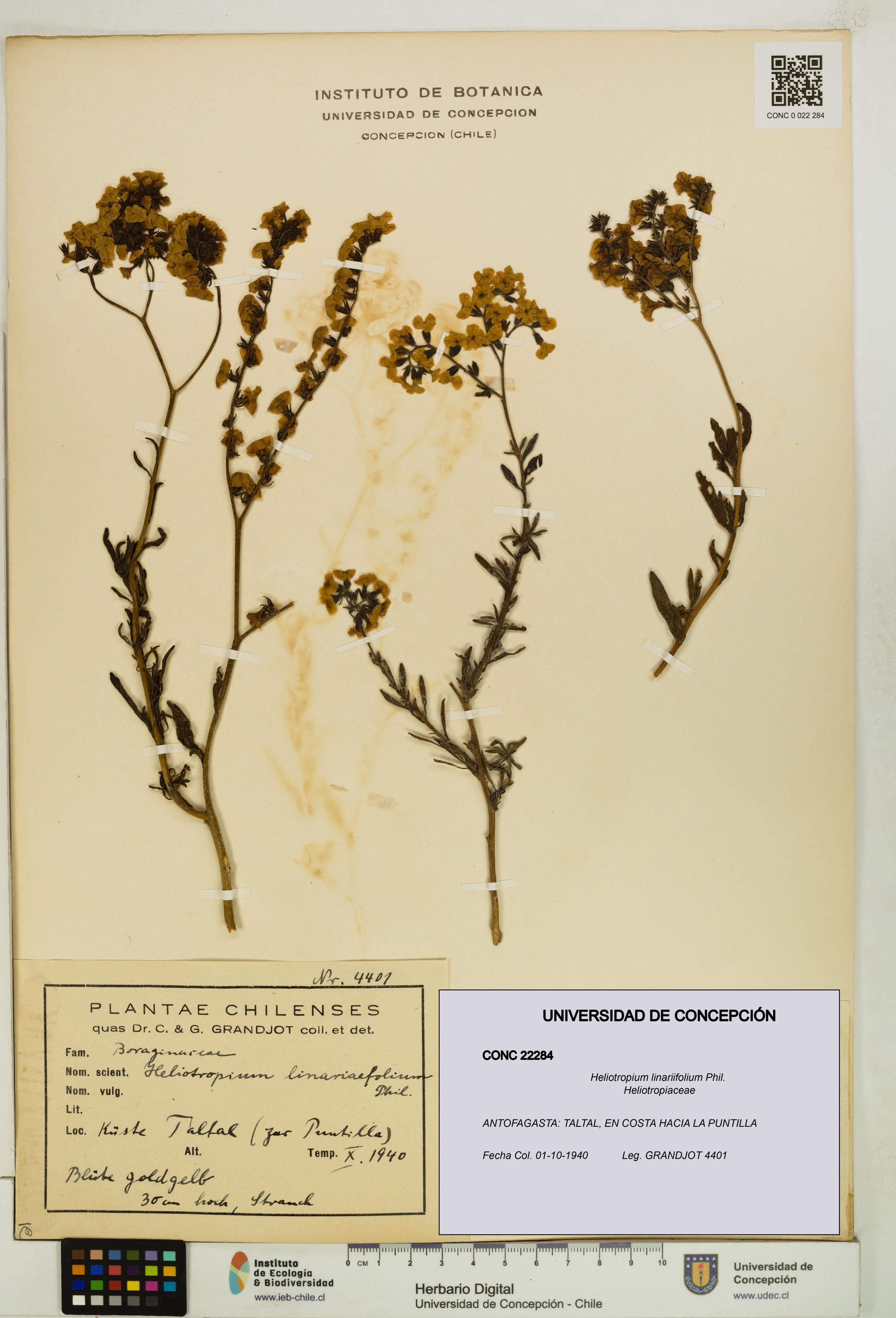 Heliotropium linariifolium [Espécimen: ]