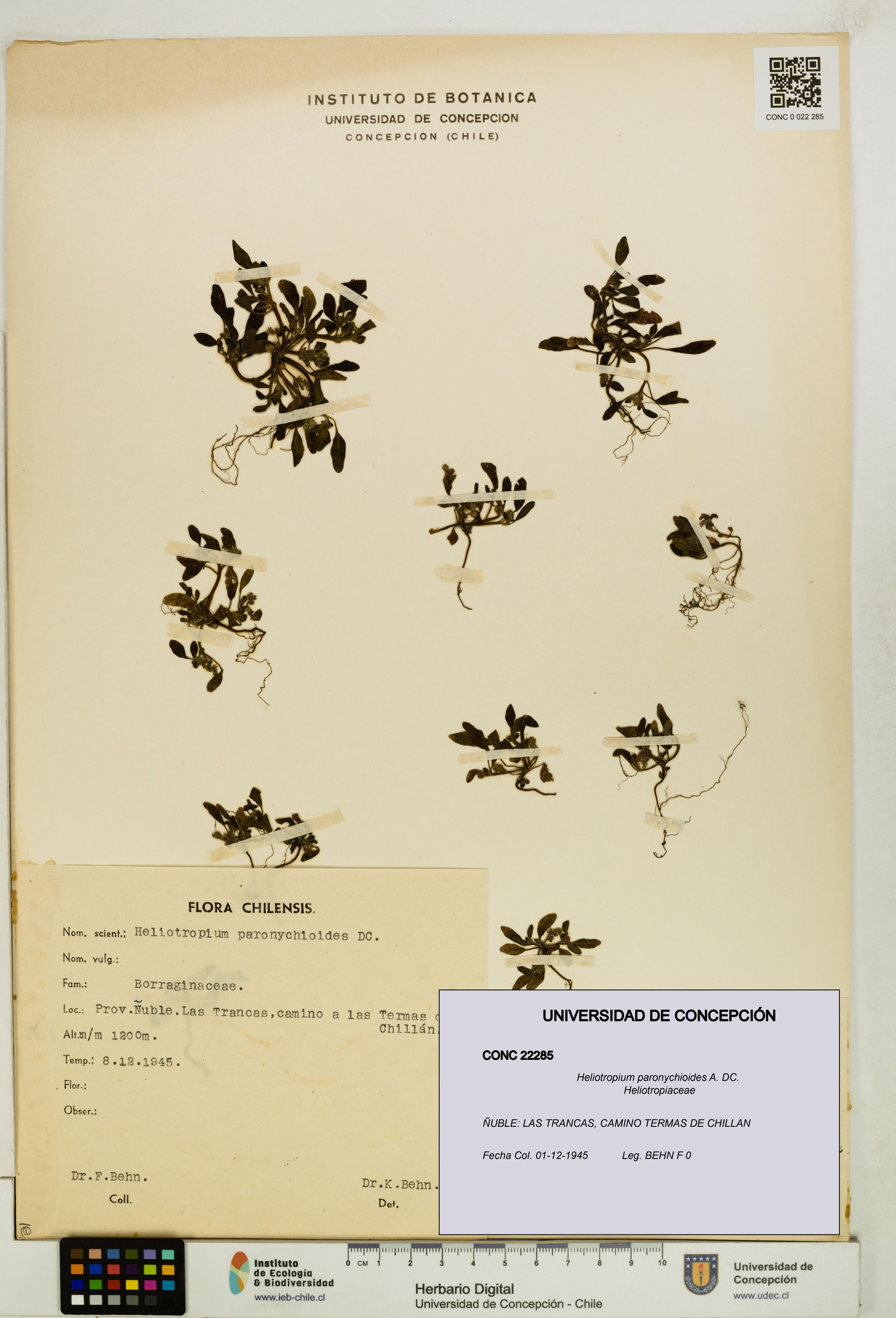 Heliotropium paronychioides [Espécimen: ]