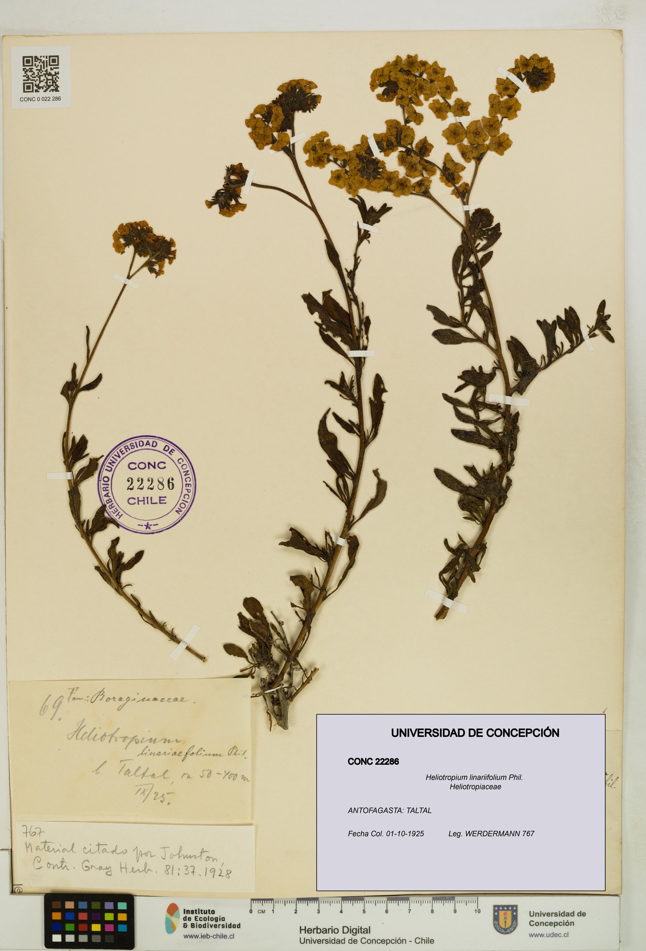 Heliotropium linariifolium [Espécimen: ]