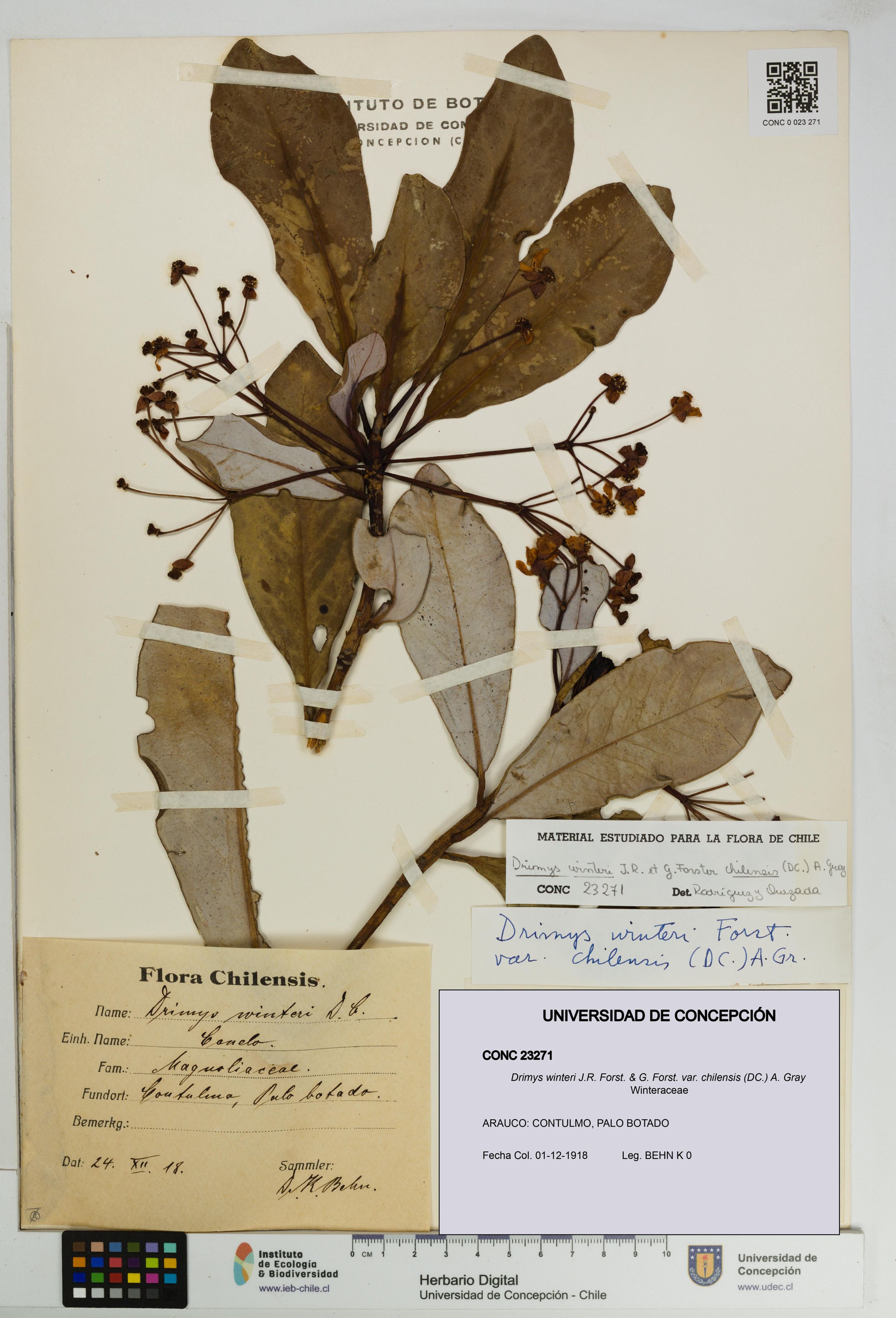 Drimys winteri var. chilensis [Espécimen: ]