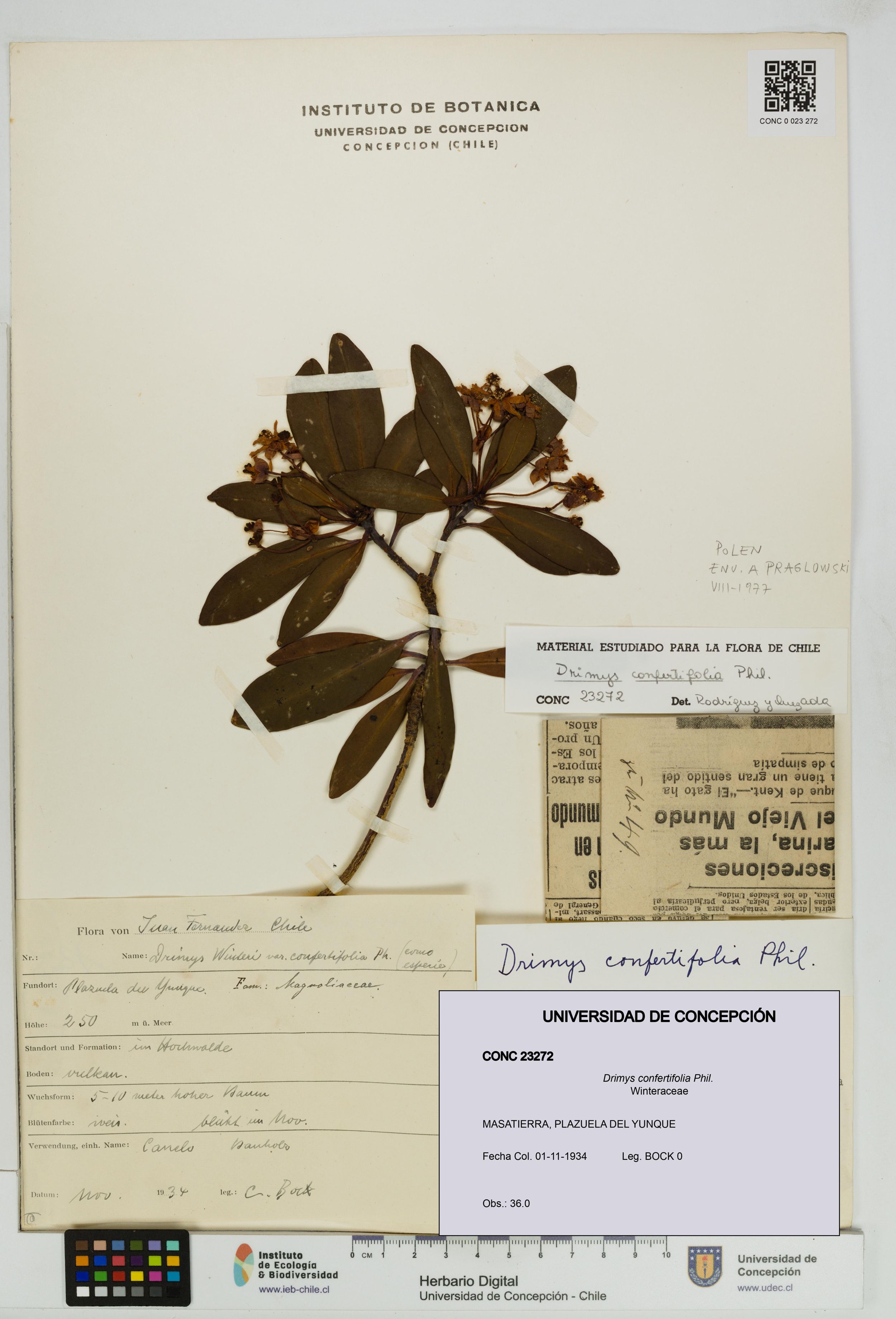 Drimys confertifolia [Espécimen: ]