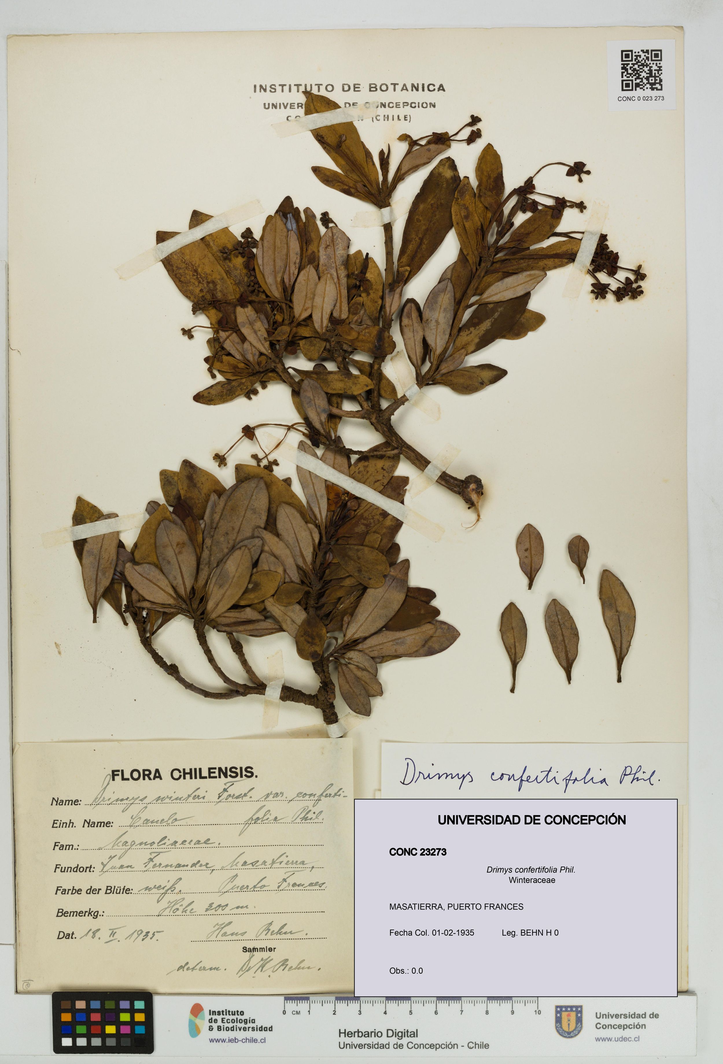 Drimys confertifolia [Espécimen: ]