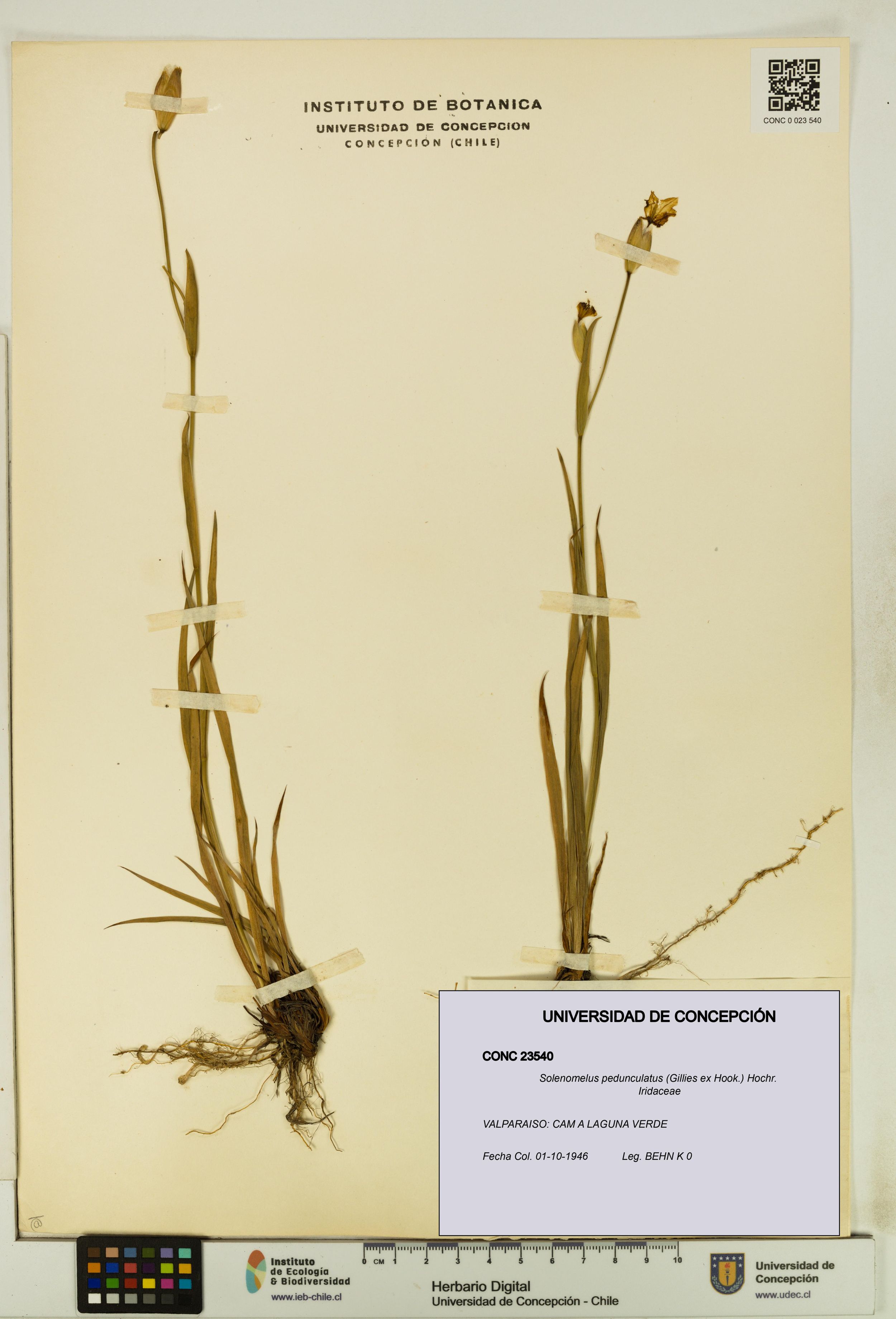 Solenomelus pedunculatus [Espécimen: ]