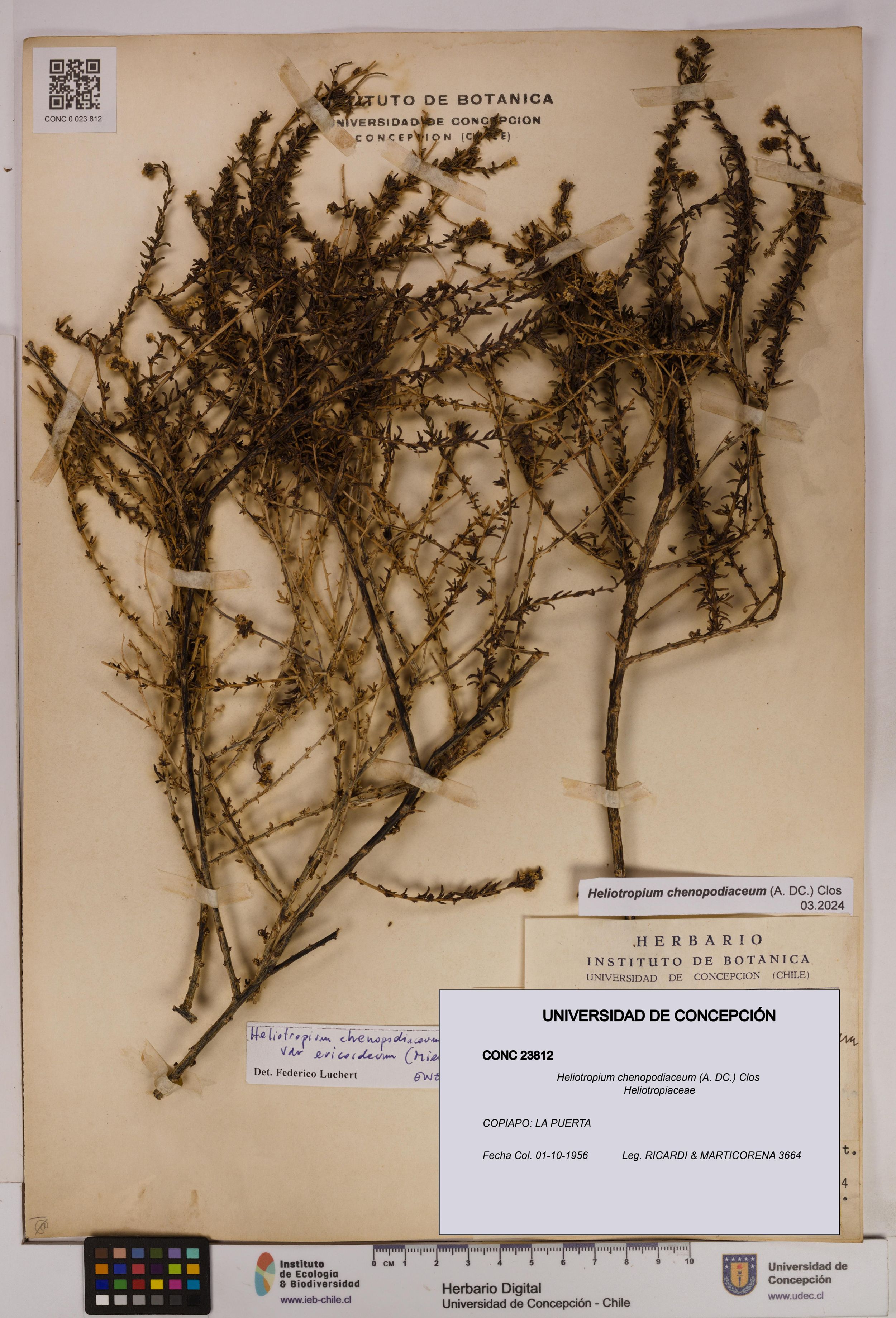 Heliotropium chenopodiaceum [Espécimen: ]