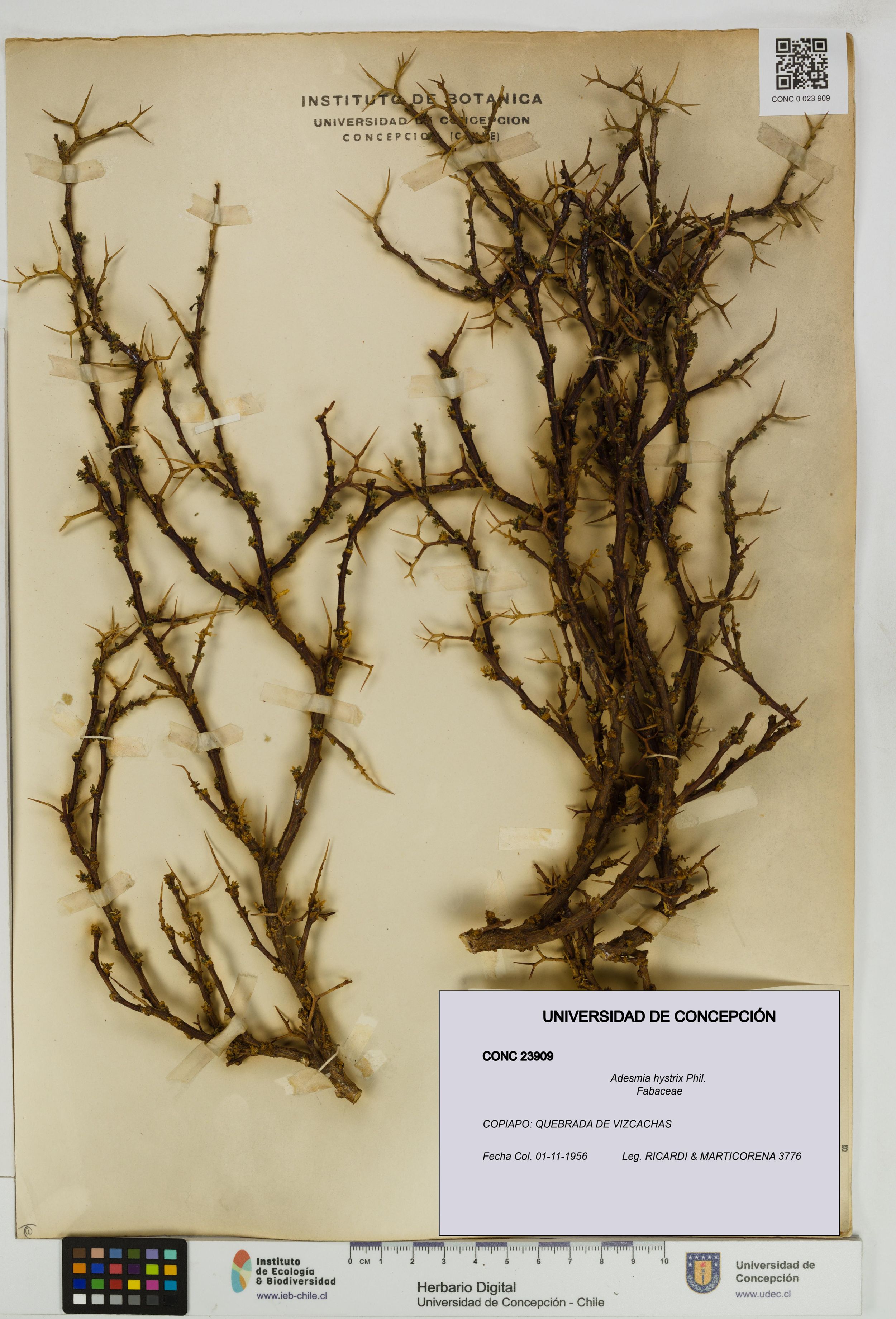 Adesmia hystrix [Espécimen: ]